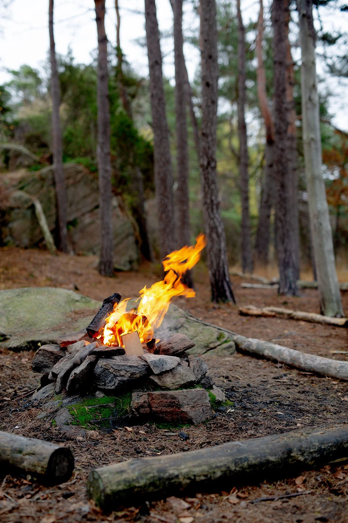 blogg-221104skogen1.jpg