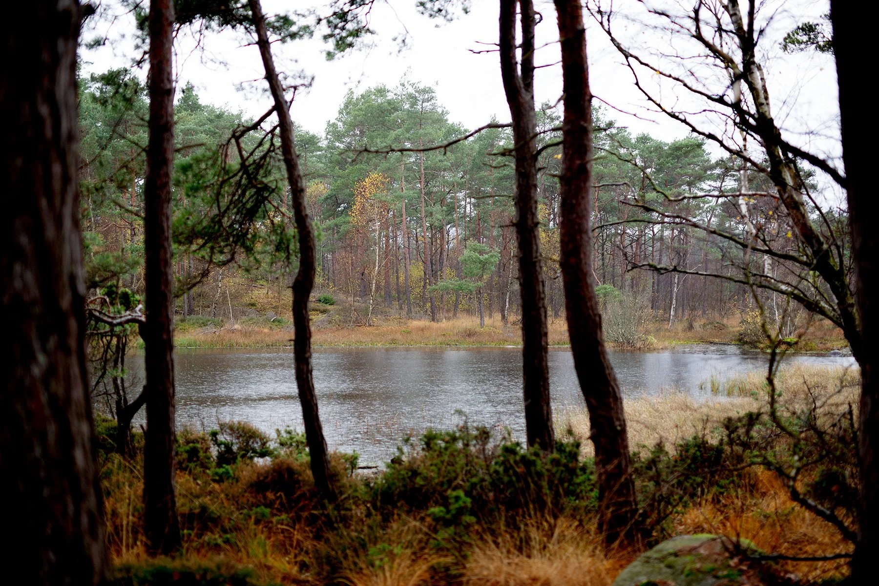 blogg-221104skogen3.jpg