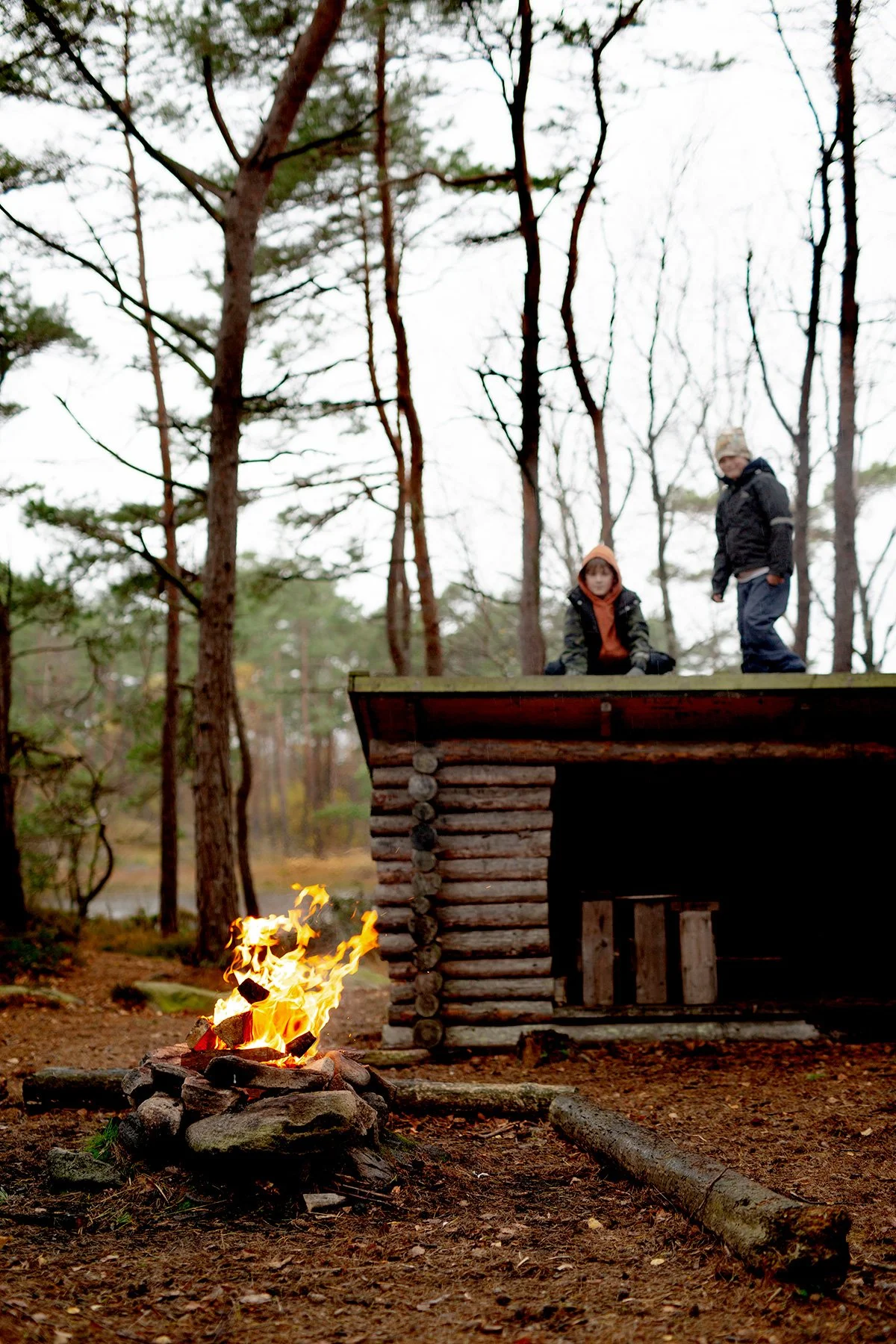 blogg-221104skogen5.jpg