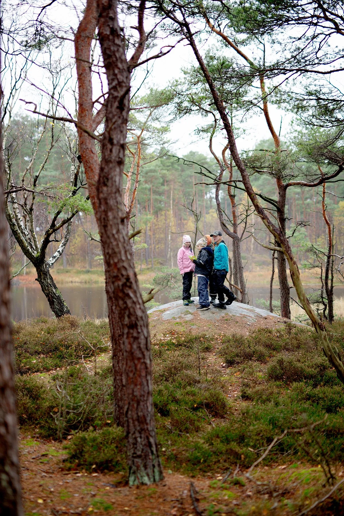 blogg-221104skogen13.jpg