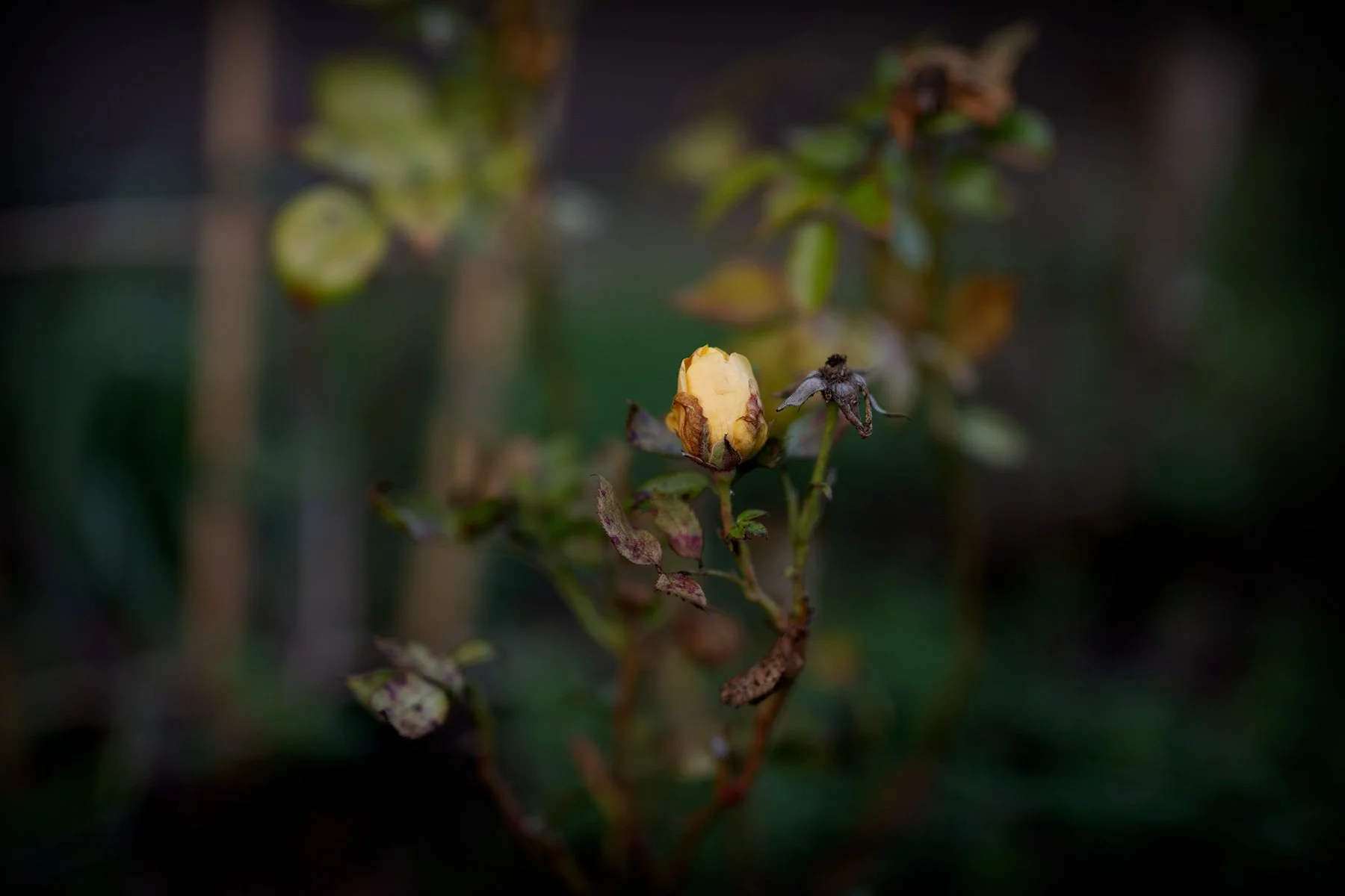 Decemberrosen