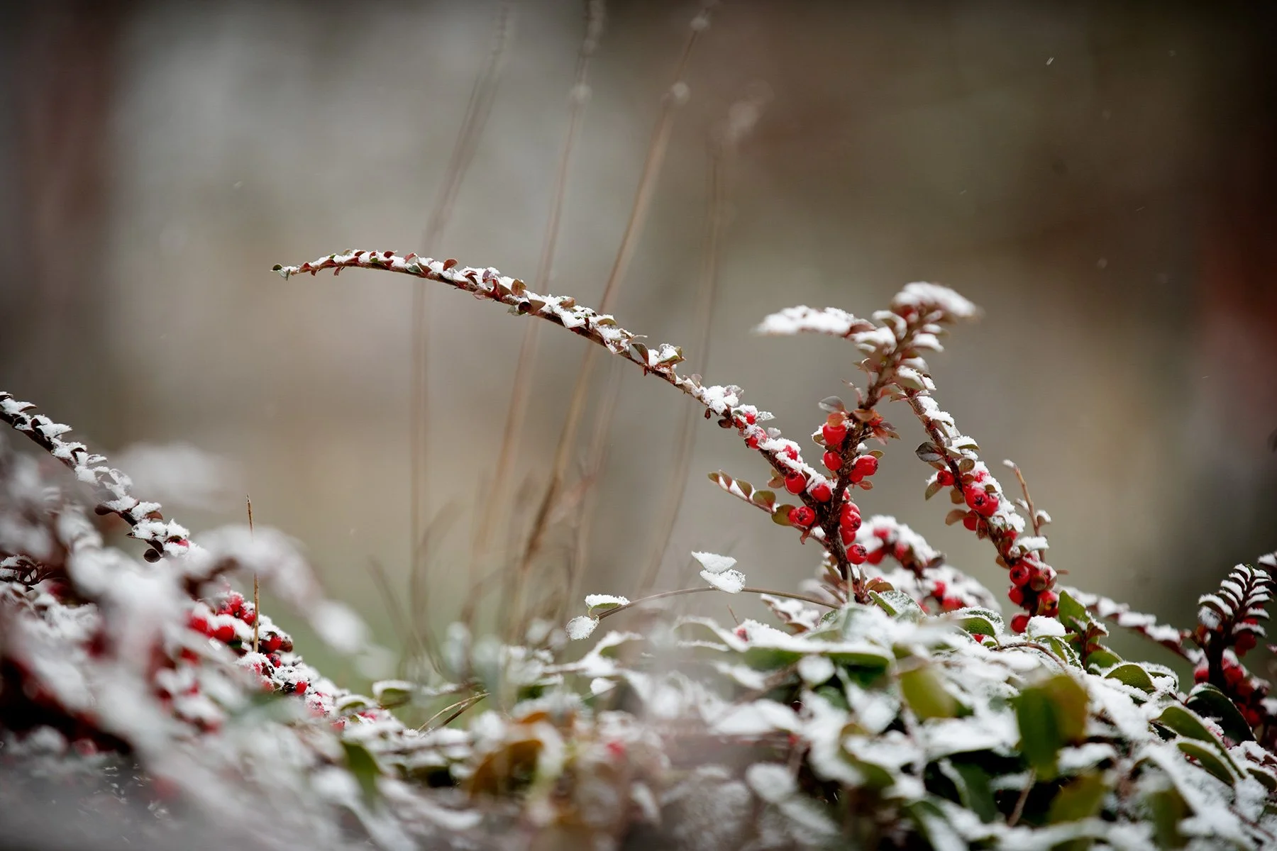 blogg-221207snomedaxelbertil2.jpg