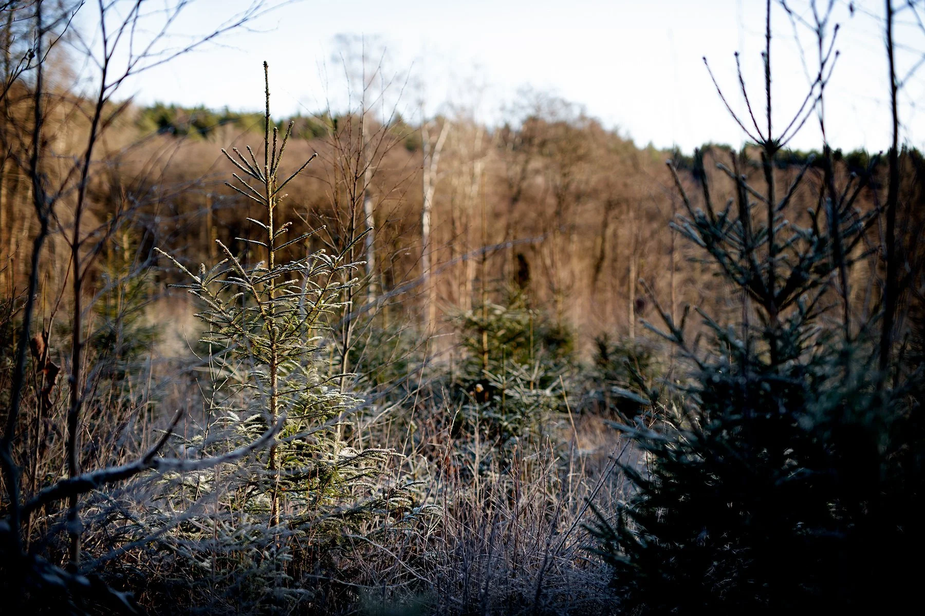blogg-221210huggagran7.jpg