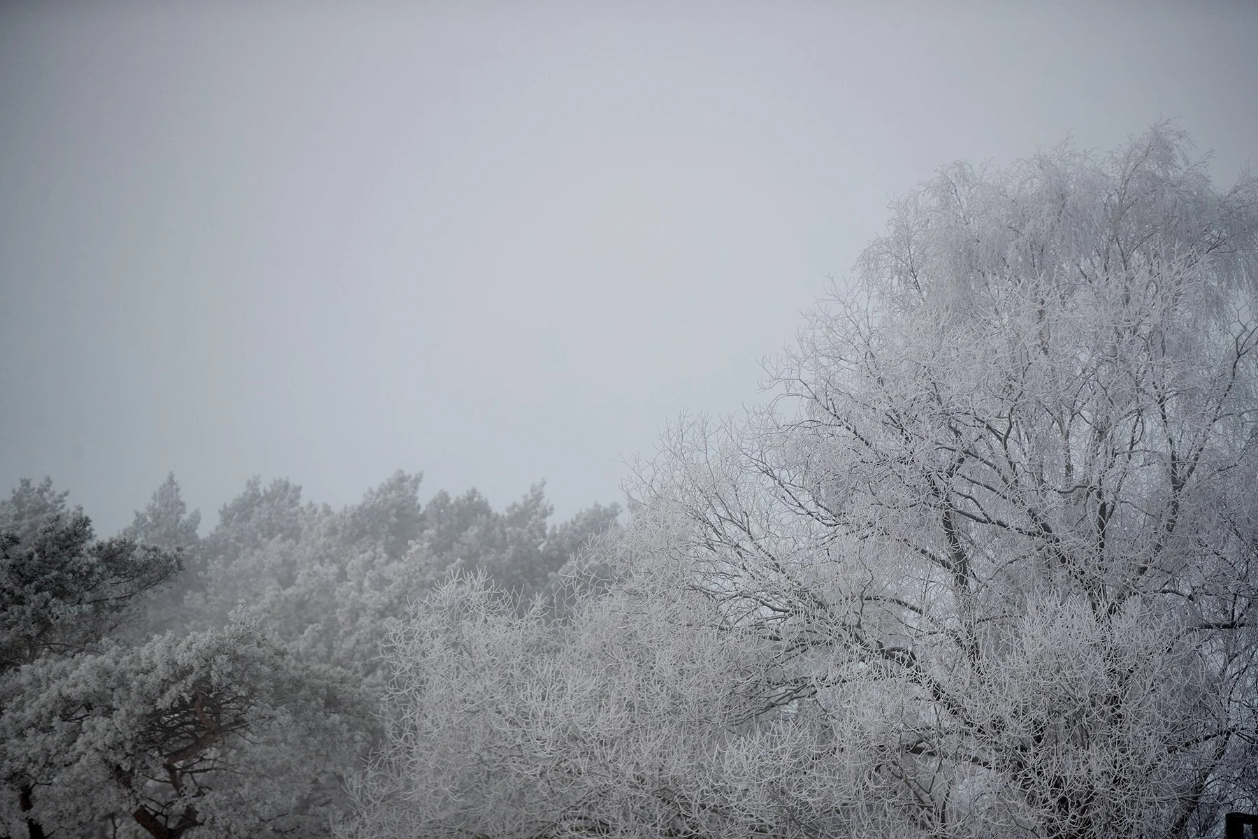 blogg-221216skogendimmais5.jpg