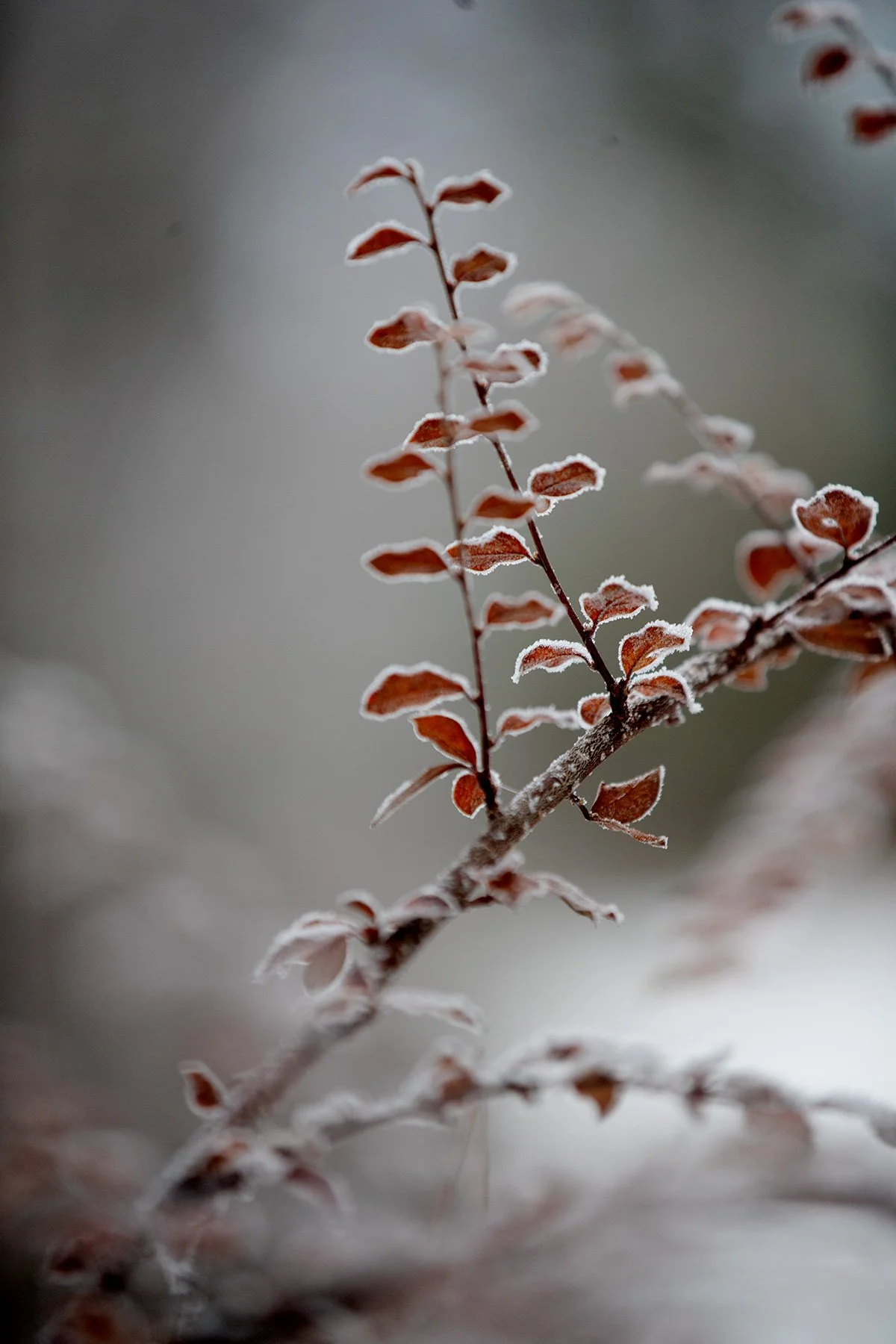 blogg-221216skogendimmais6.jpg