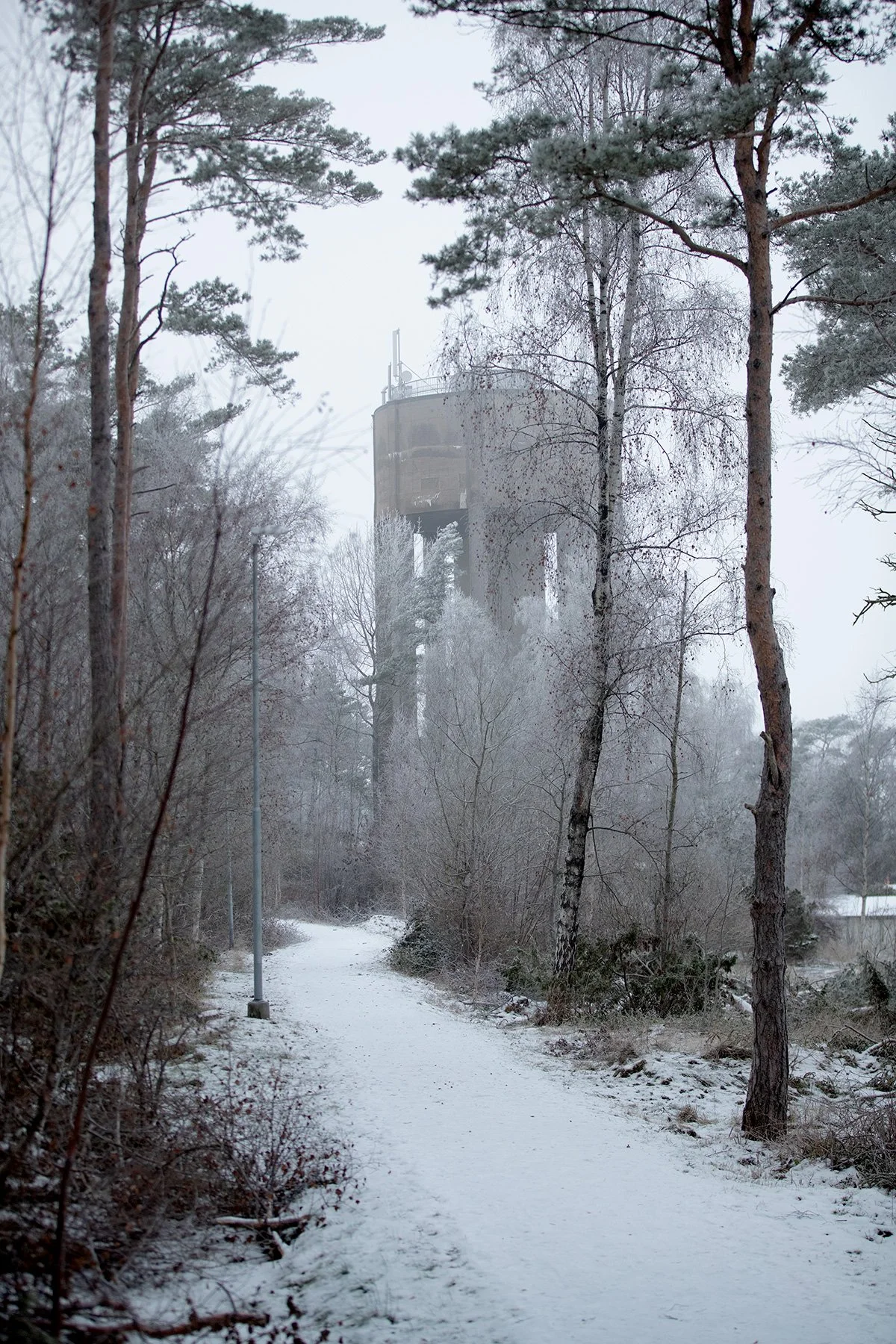 blogg-221216skogendimmais8.jpg