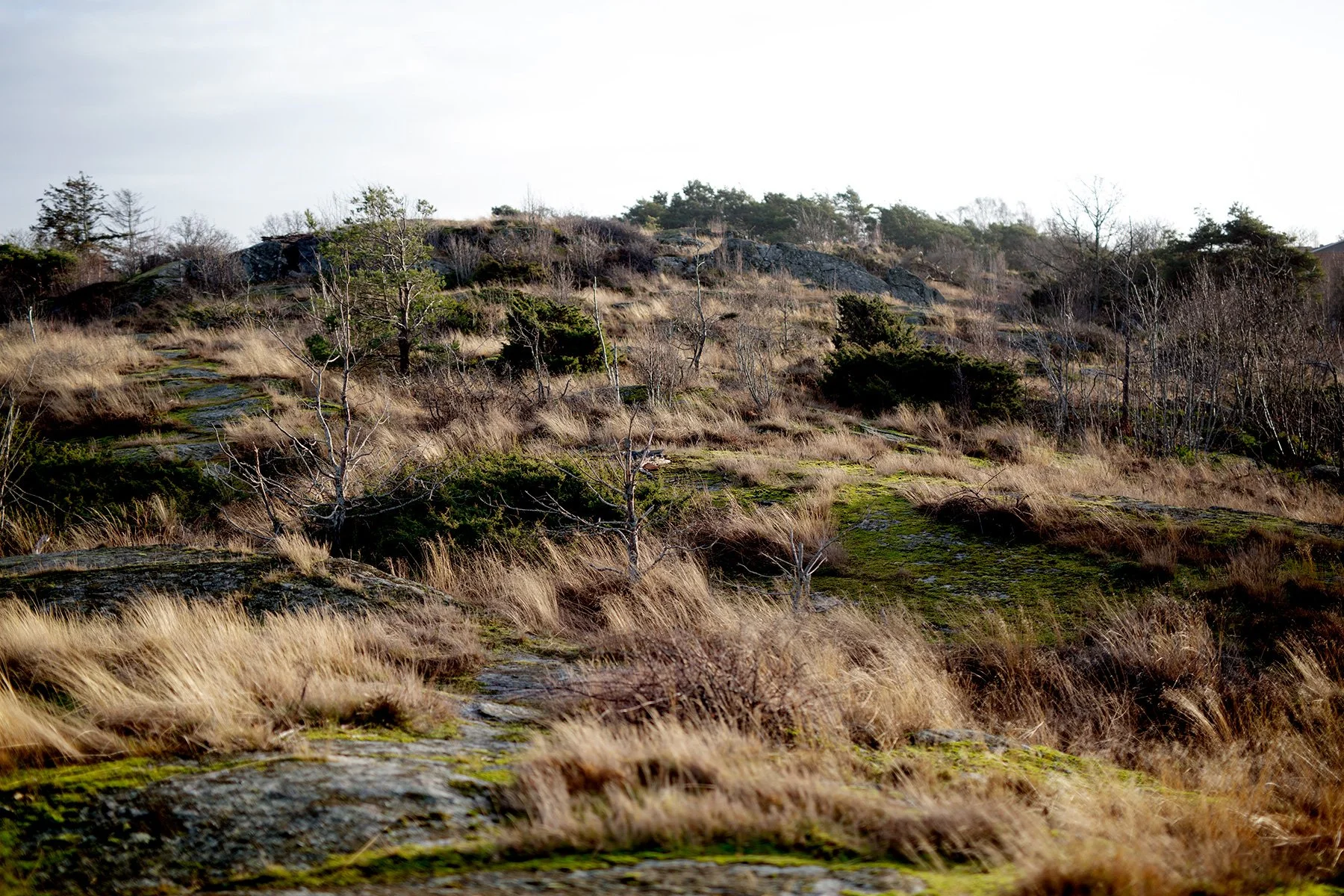 blogg-230110storaberget17.jpg