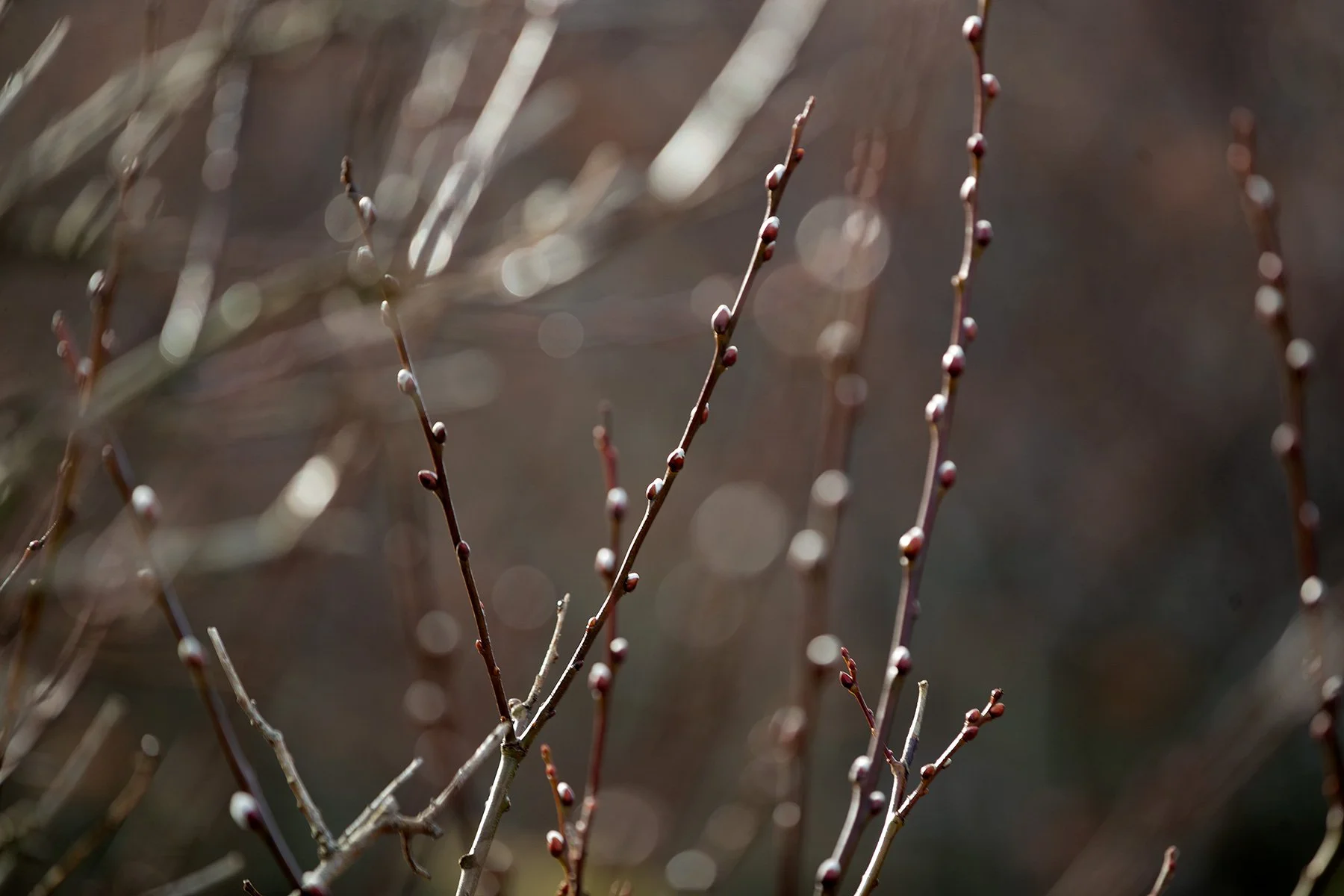 blogg-230218fyrenpromenad3.jpg