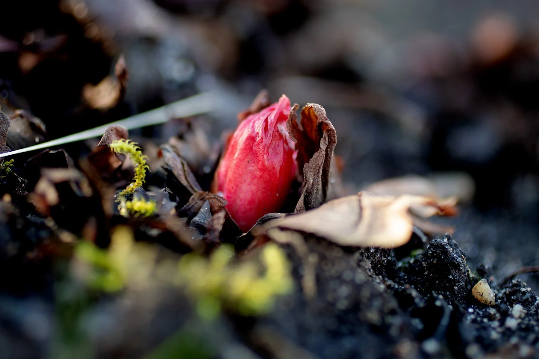 blogg-230218tradgarden1.jpg