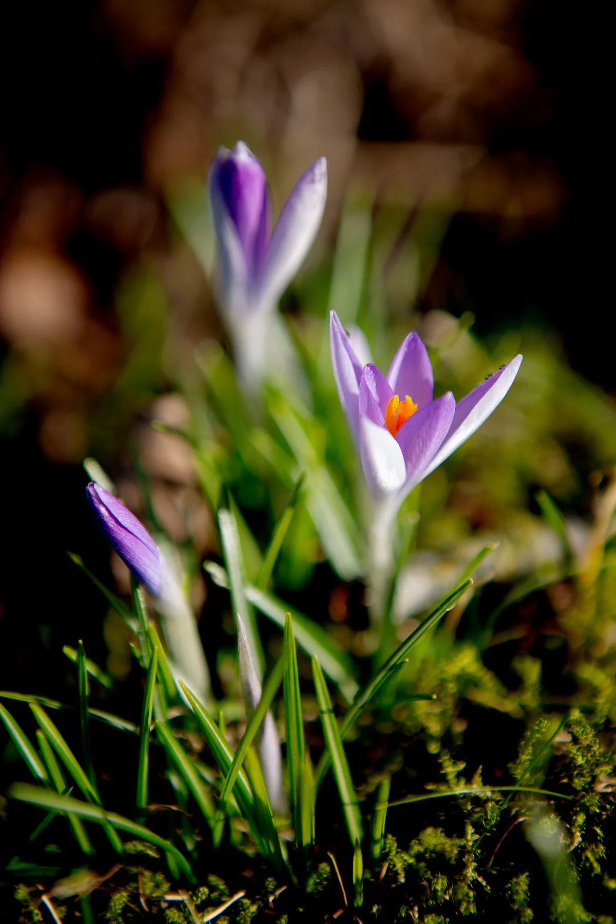 Februarikrokus