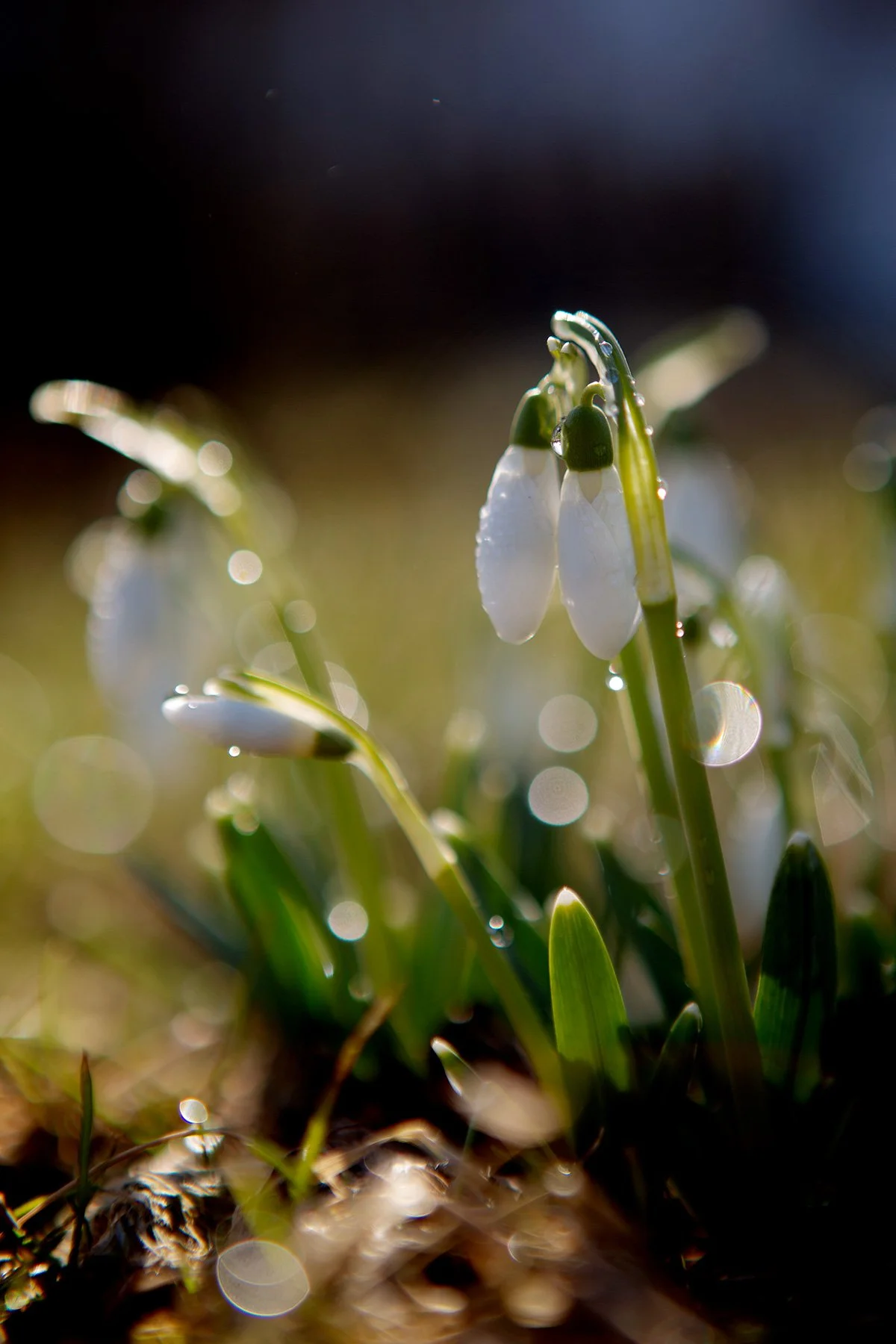 blogg-230228snodroppar.jpg