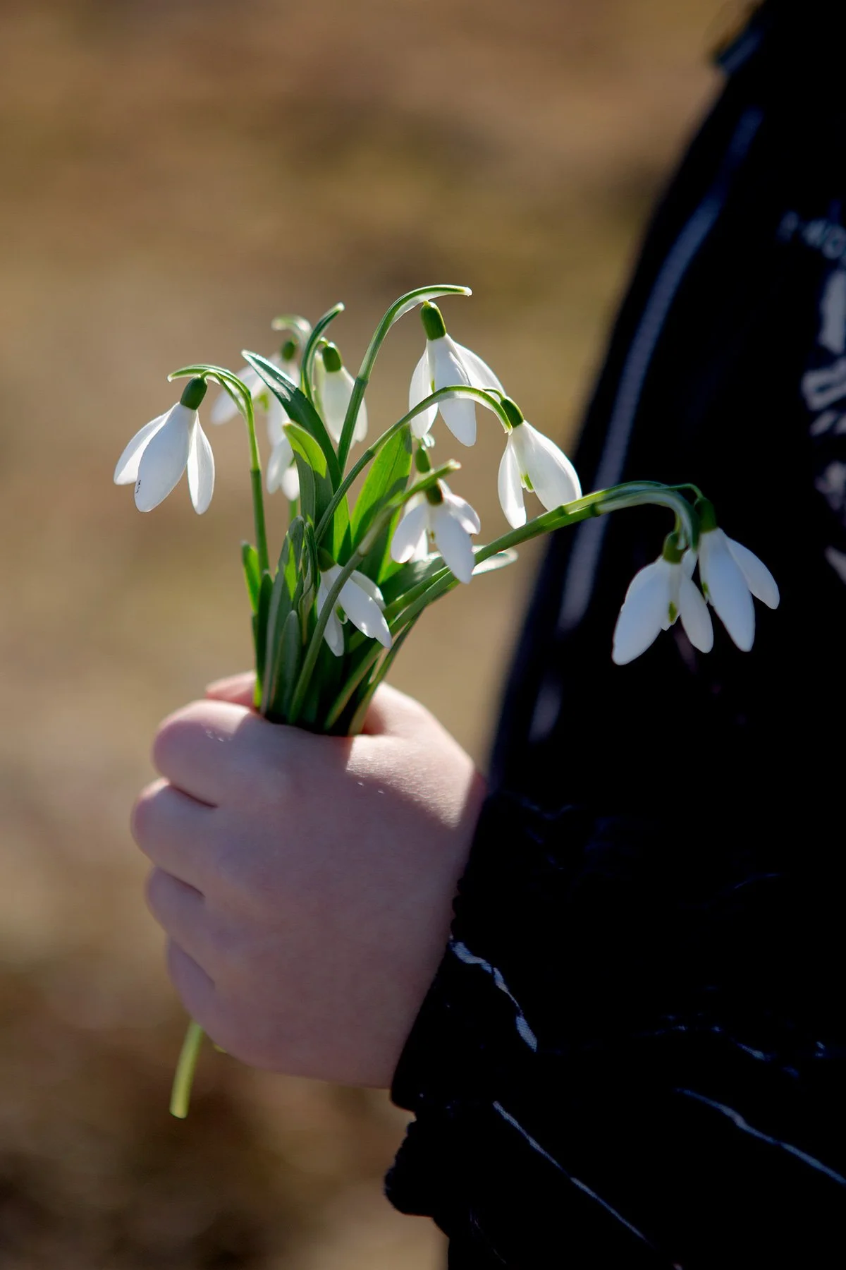 blogg-230301snodropparmedalvabertil8.jpg