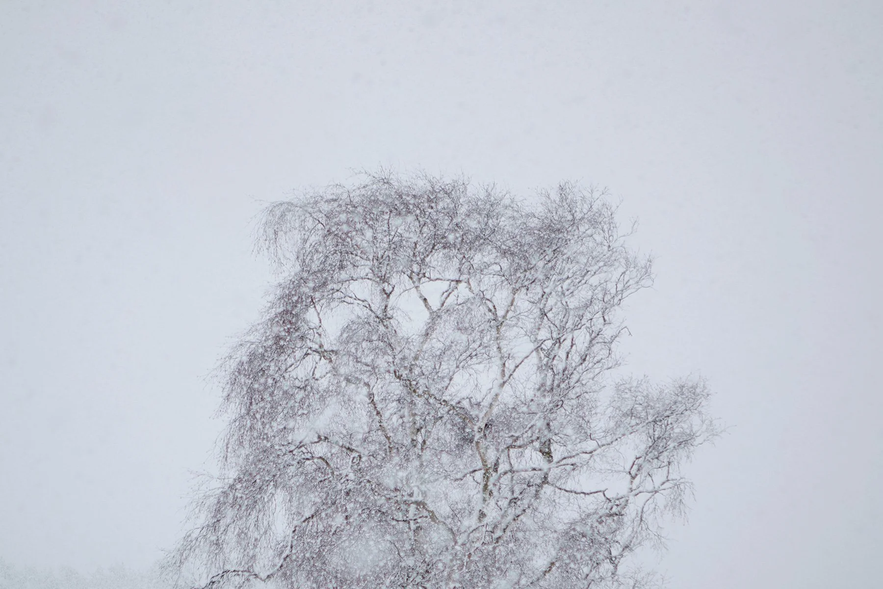 blogg-230307snovabbertil28.jpg