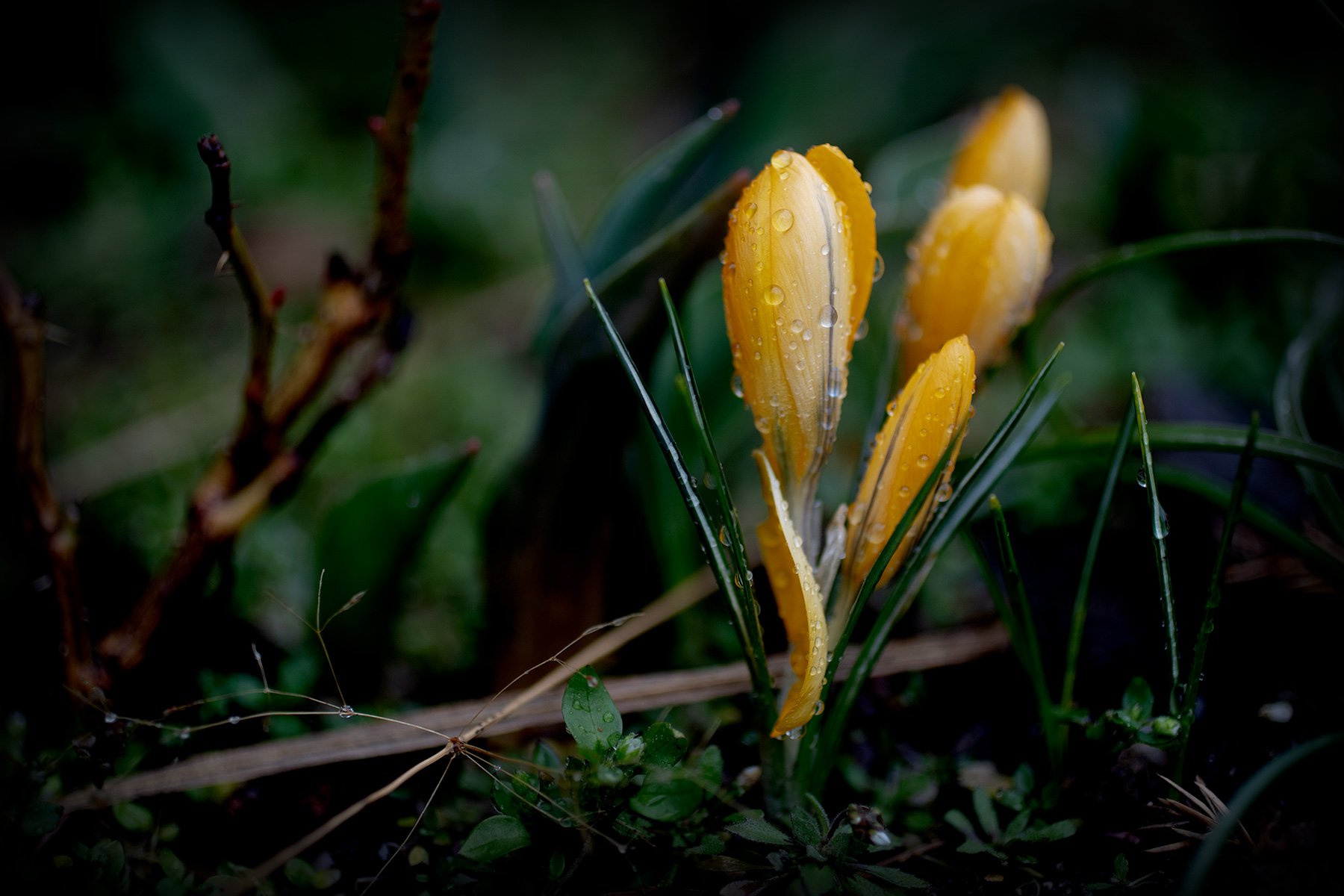 blogg-230324regnkrokusar1.jpg
