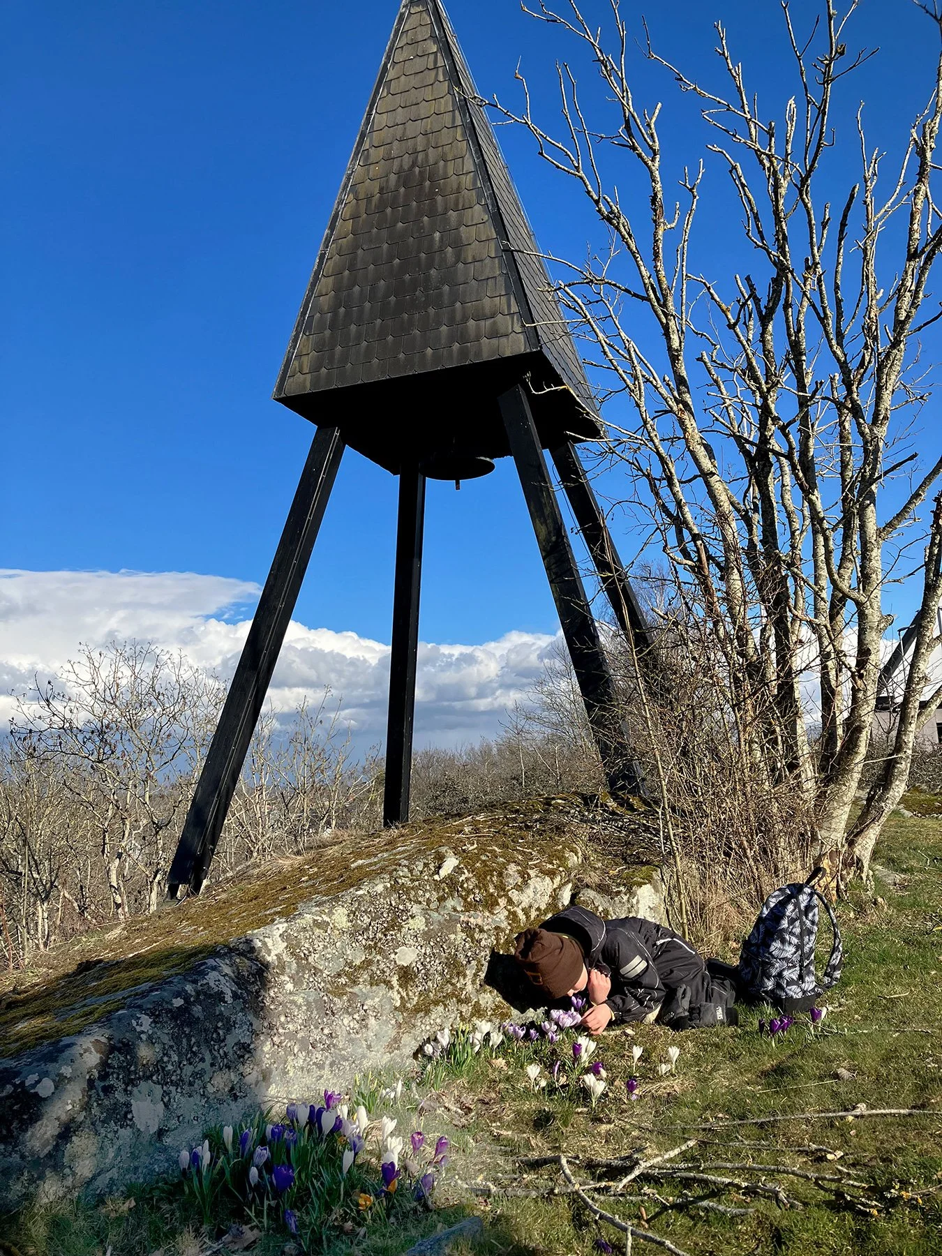 Krokus i Kyrkebacken