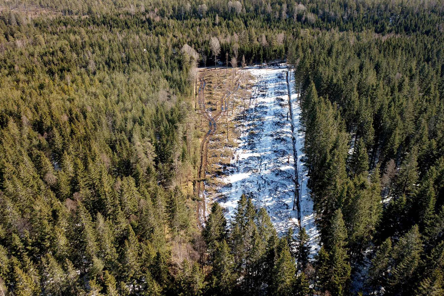 blogg-230328skogaryd3.jpg