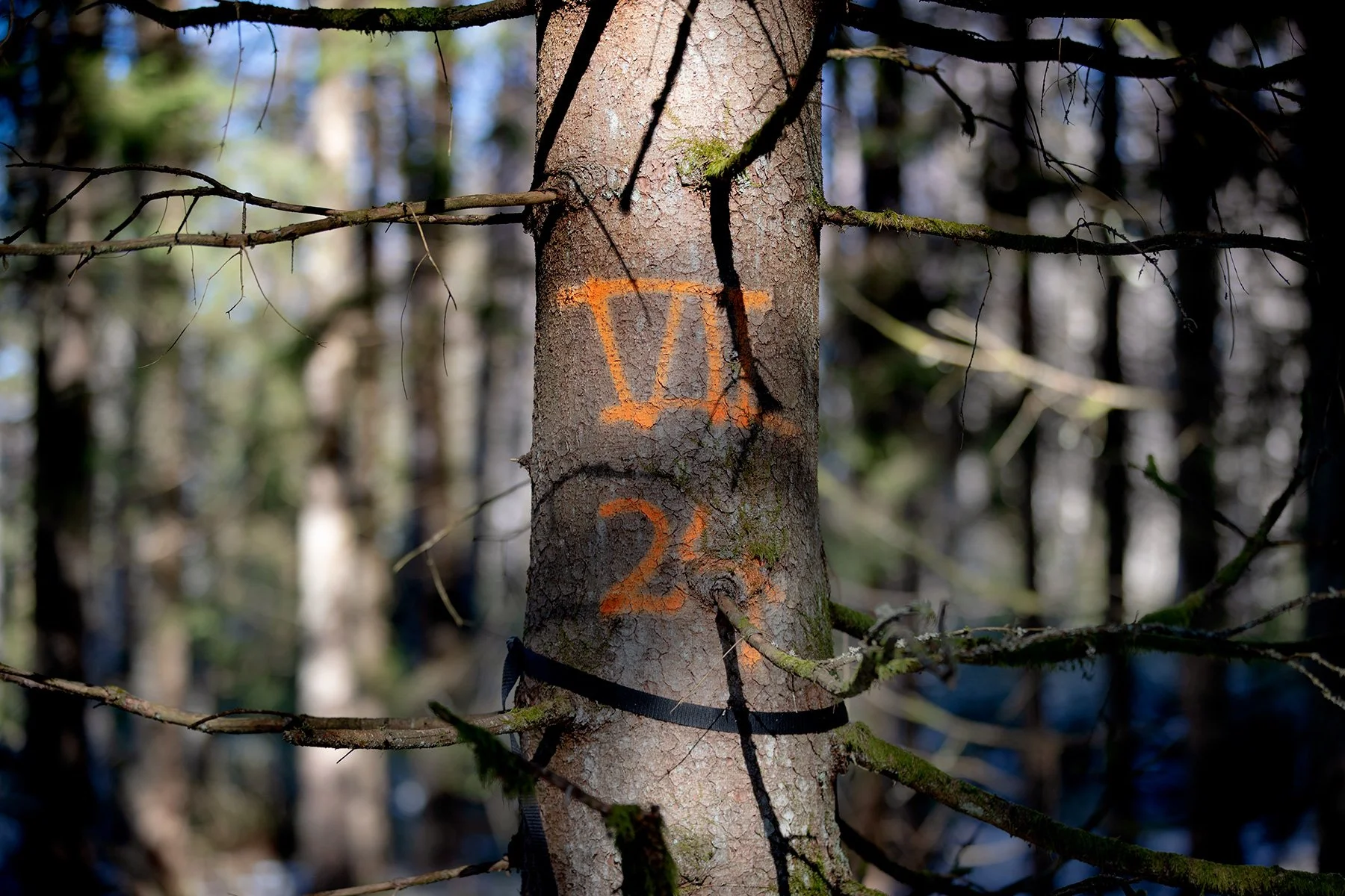 blogg-230328skogaryd8.jpg