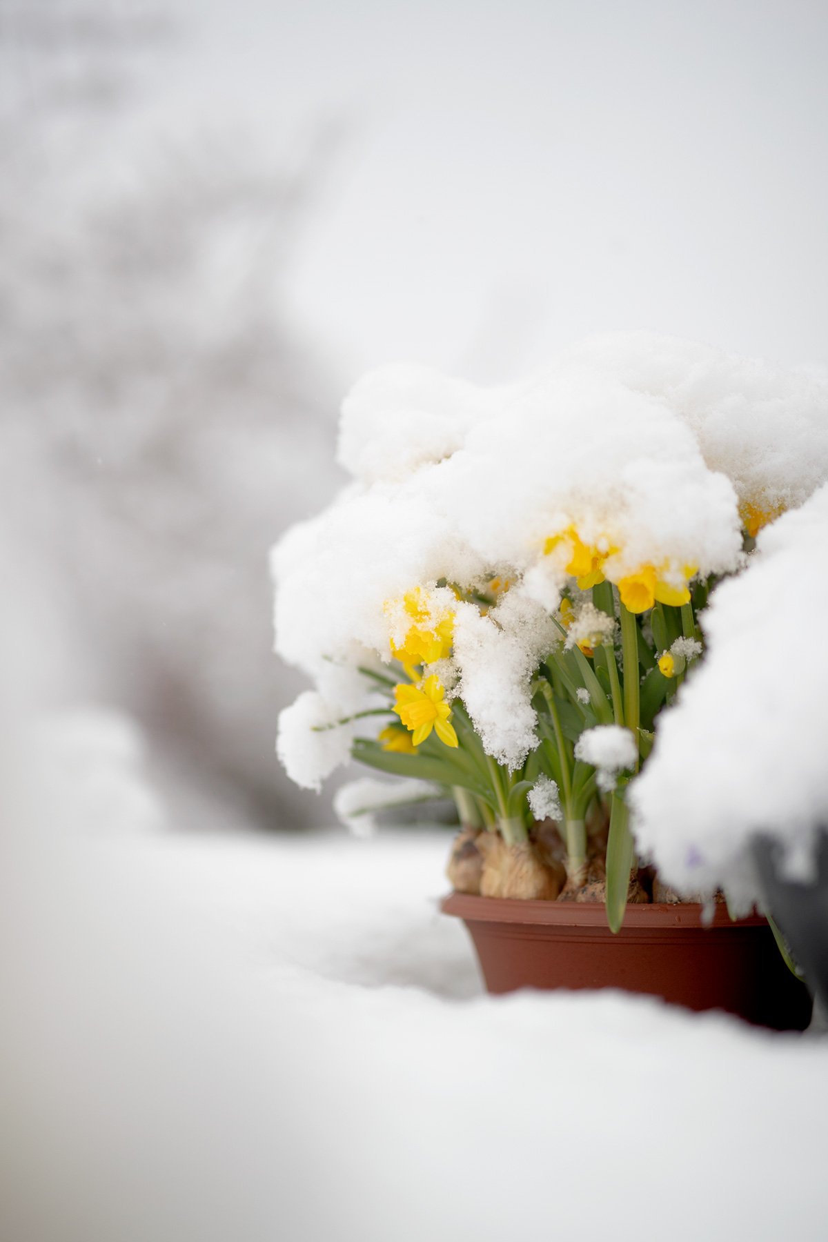blogg-230406snomorgon9.jpg