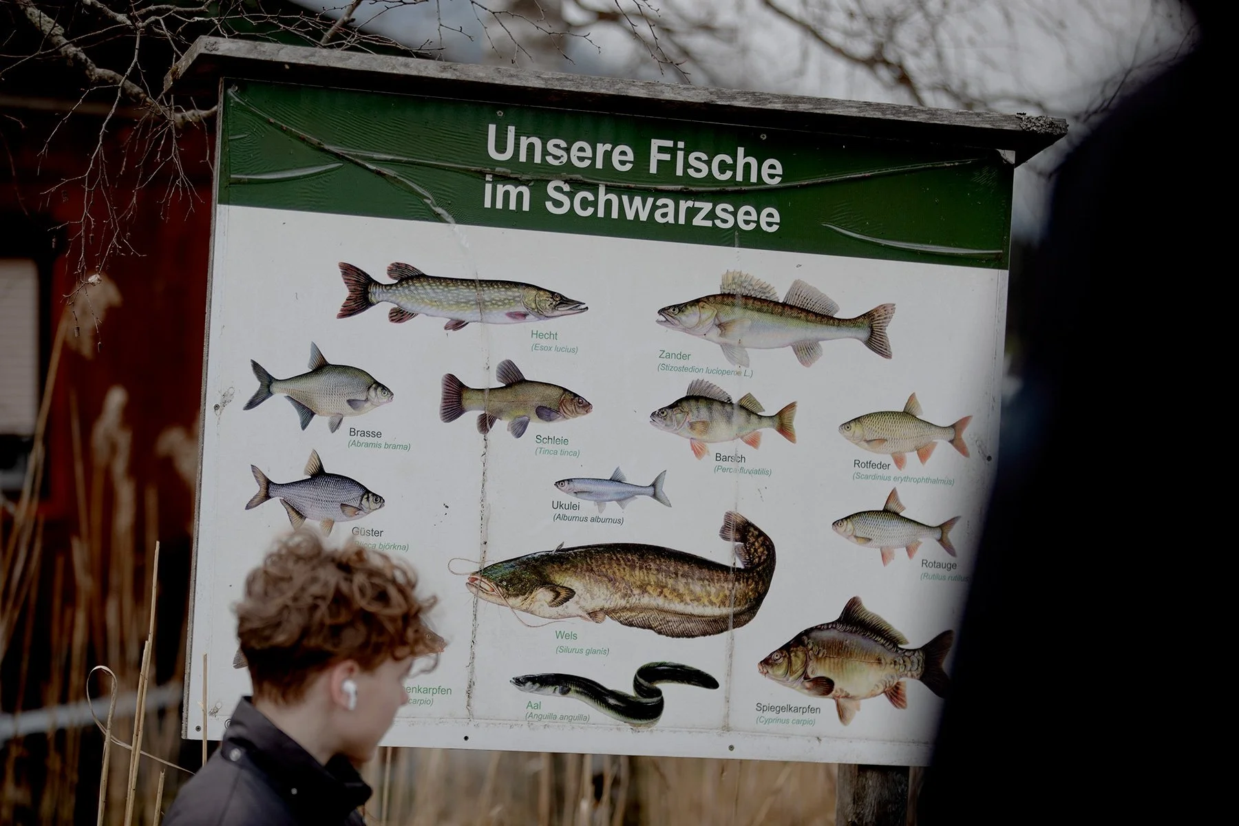 blogg-230409schwartzsee4.jpg