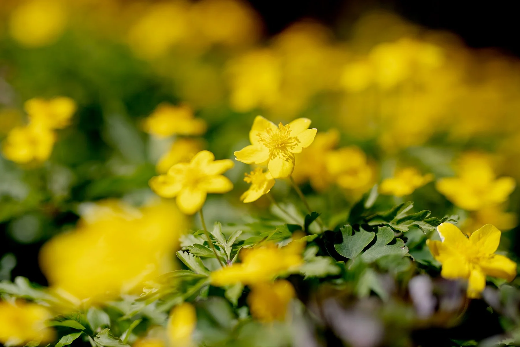 blogg-230410varmtitradgarden2.jpg