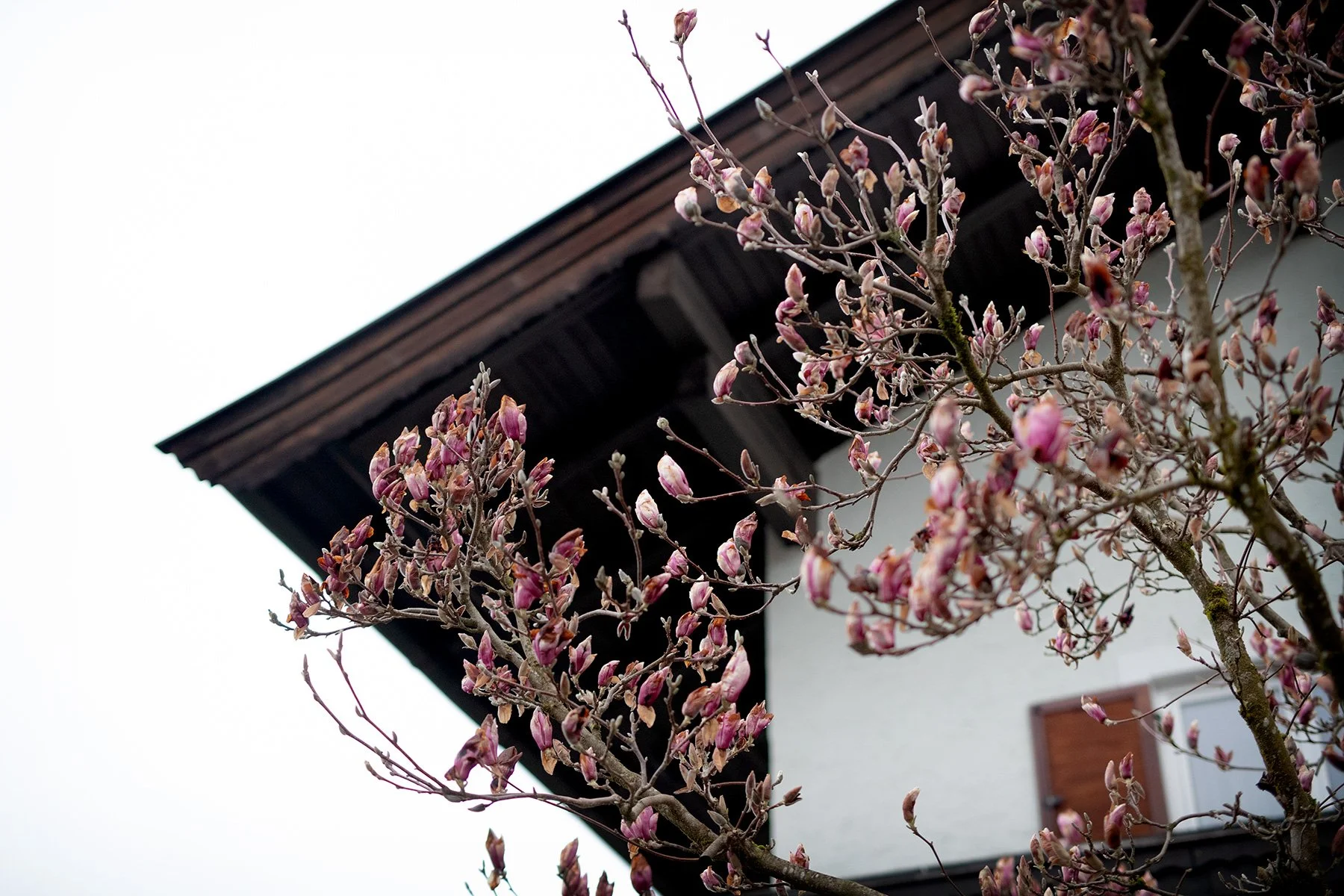 blogg-230414sistakvallenihopfgarten19.jpg