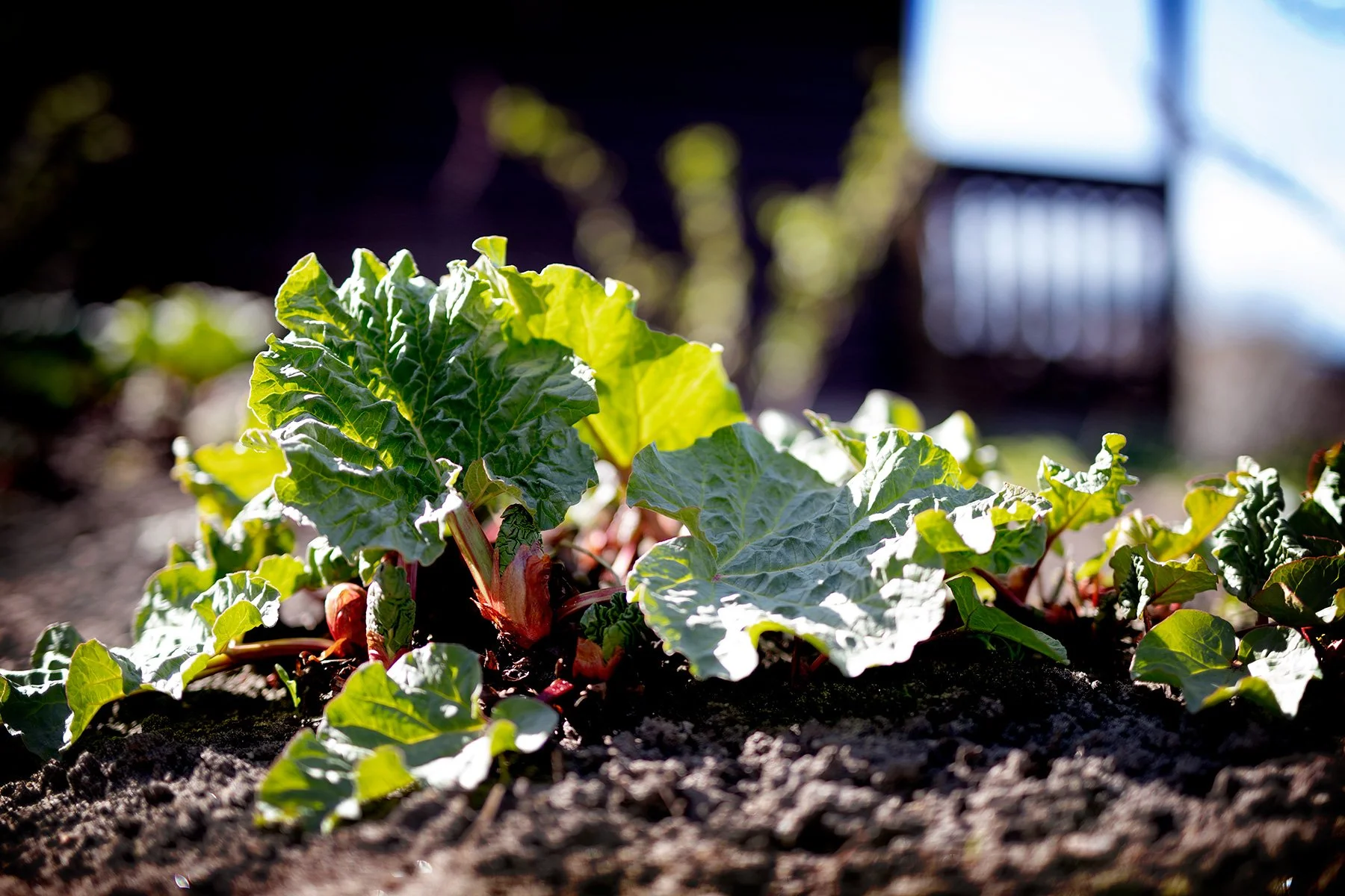 blogg-230419rabarberrubenhammock5.jpg