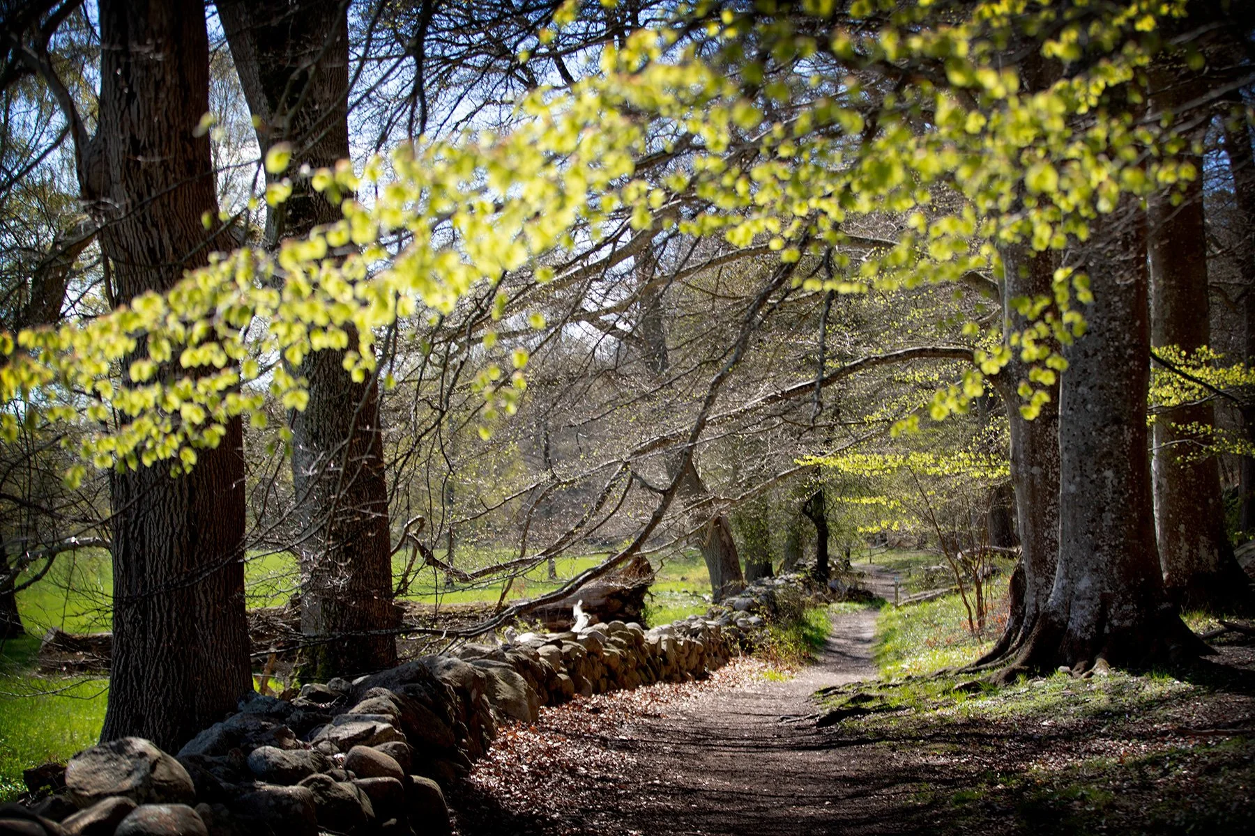 blogg-230428sarovasterskog2.jpg