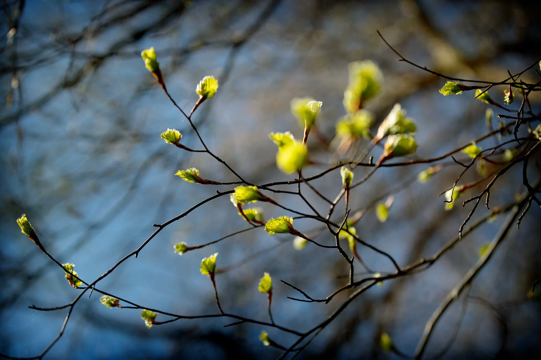 blogg-230428sarovasterskog4.jpg