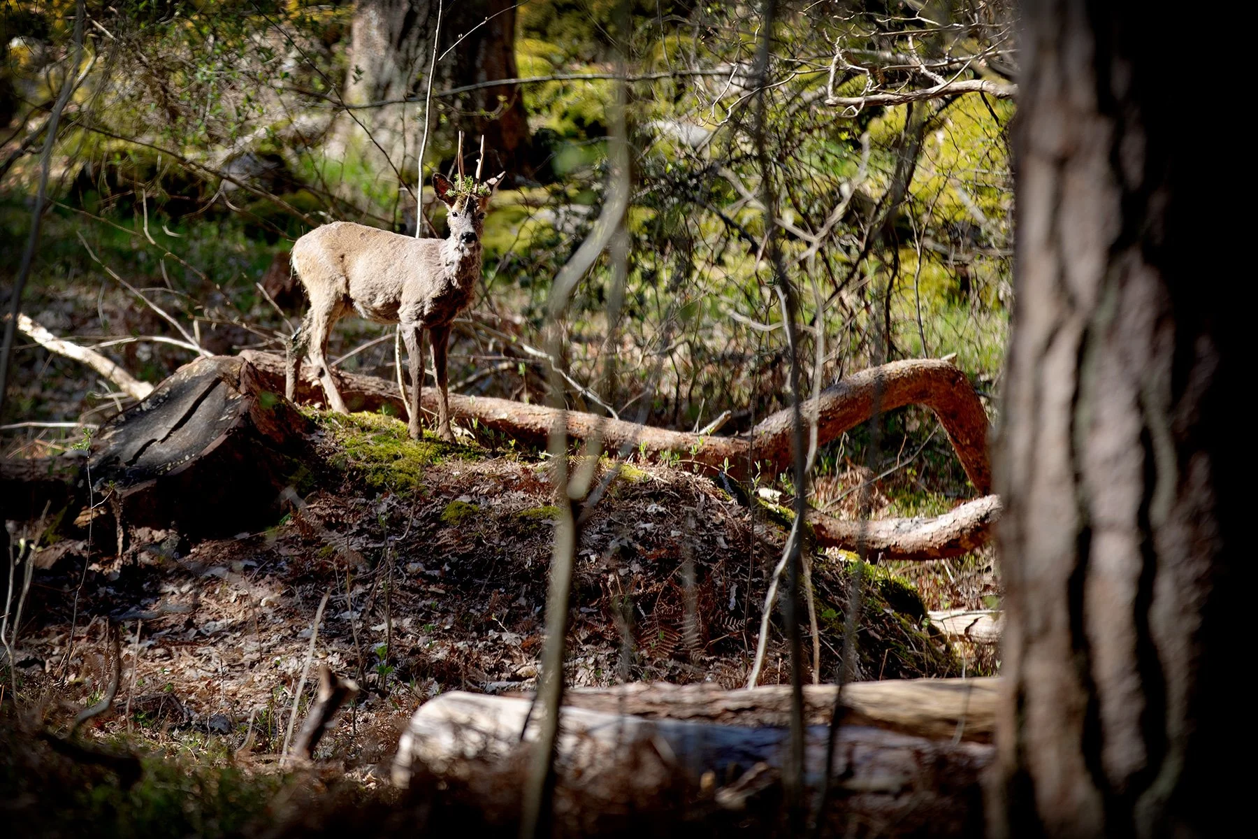 blogg-230428sarovasterskog5.jpg