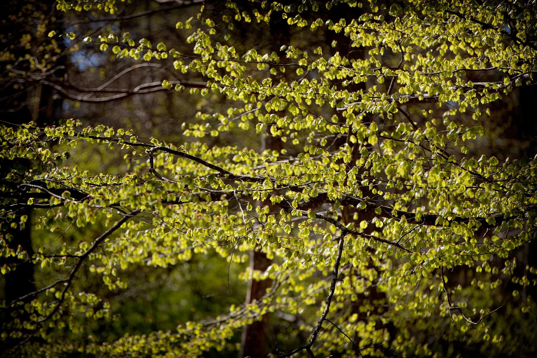 blogg-230428sarovasterskog6.jpg