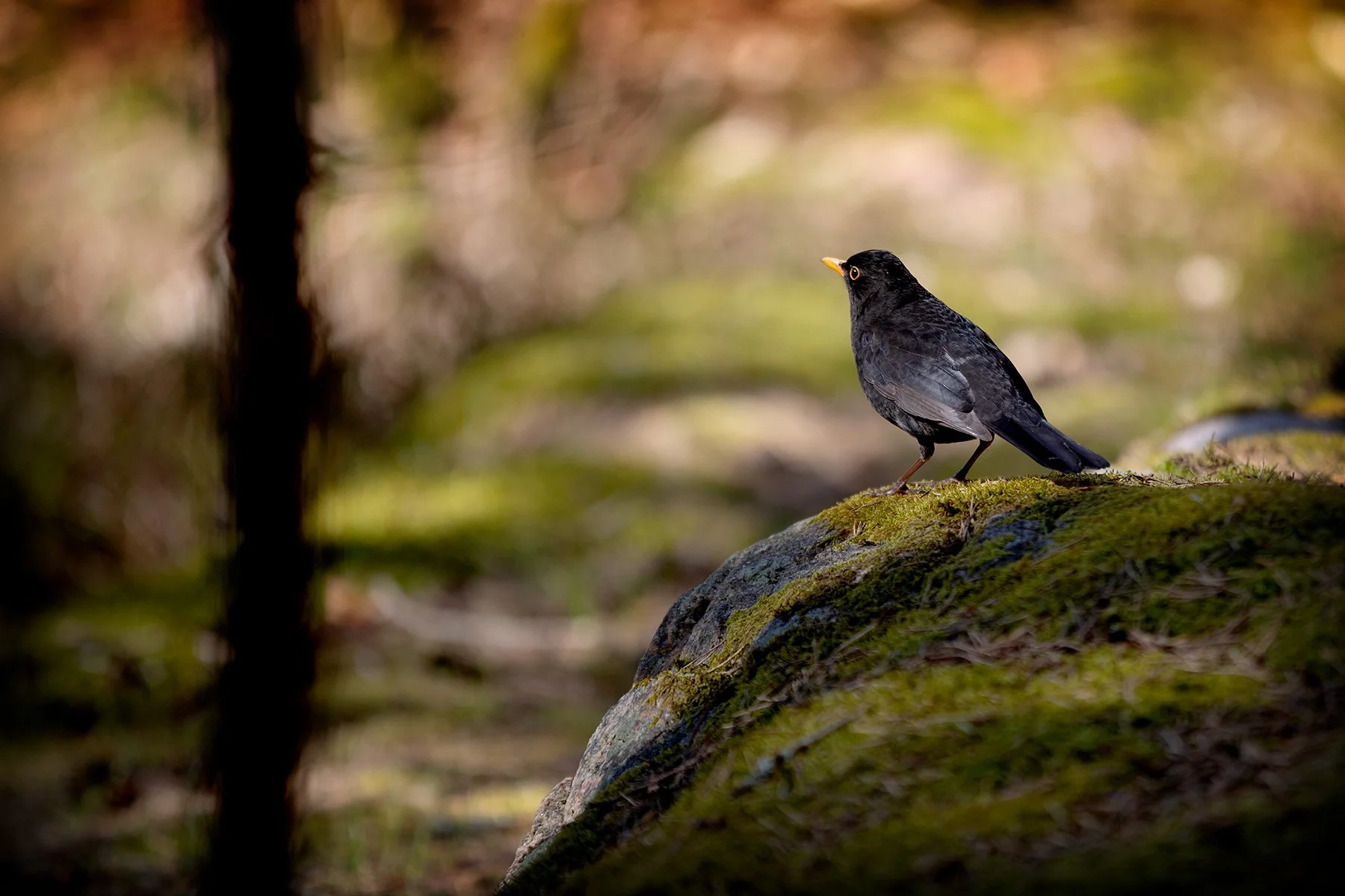 blogg-230428sarovasterskog9.jpg
