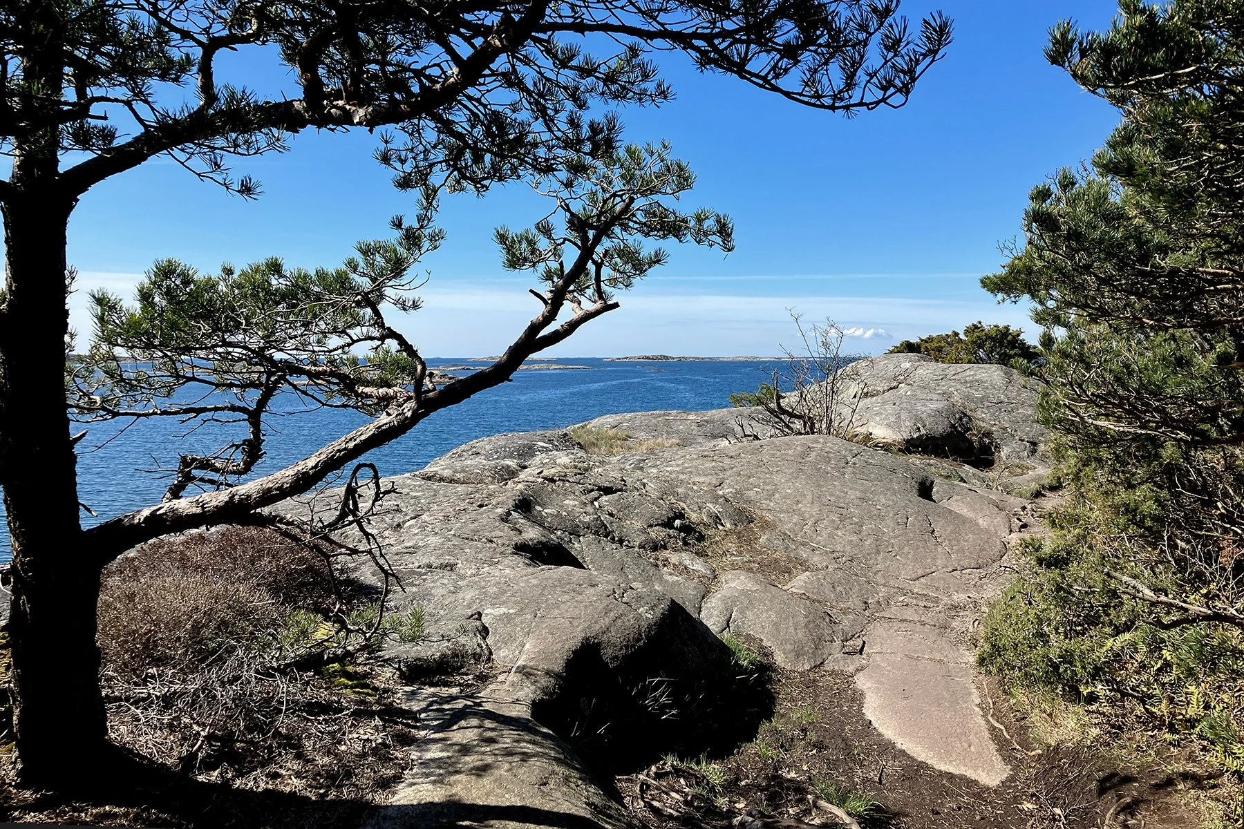 blogg-230428sarovasterskog8.jpg