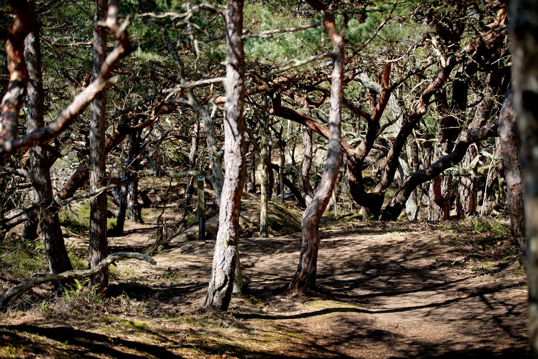 blogg-230428sarovasterskog13.jpg