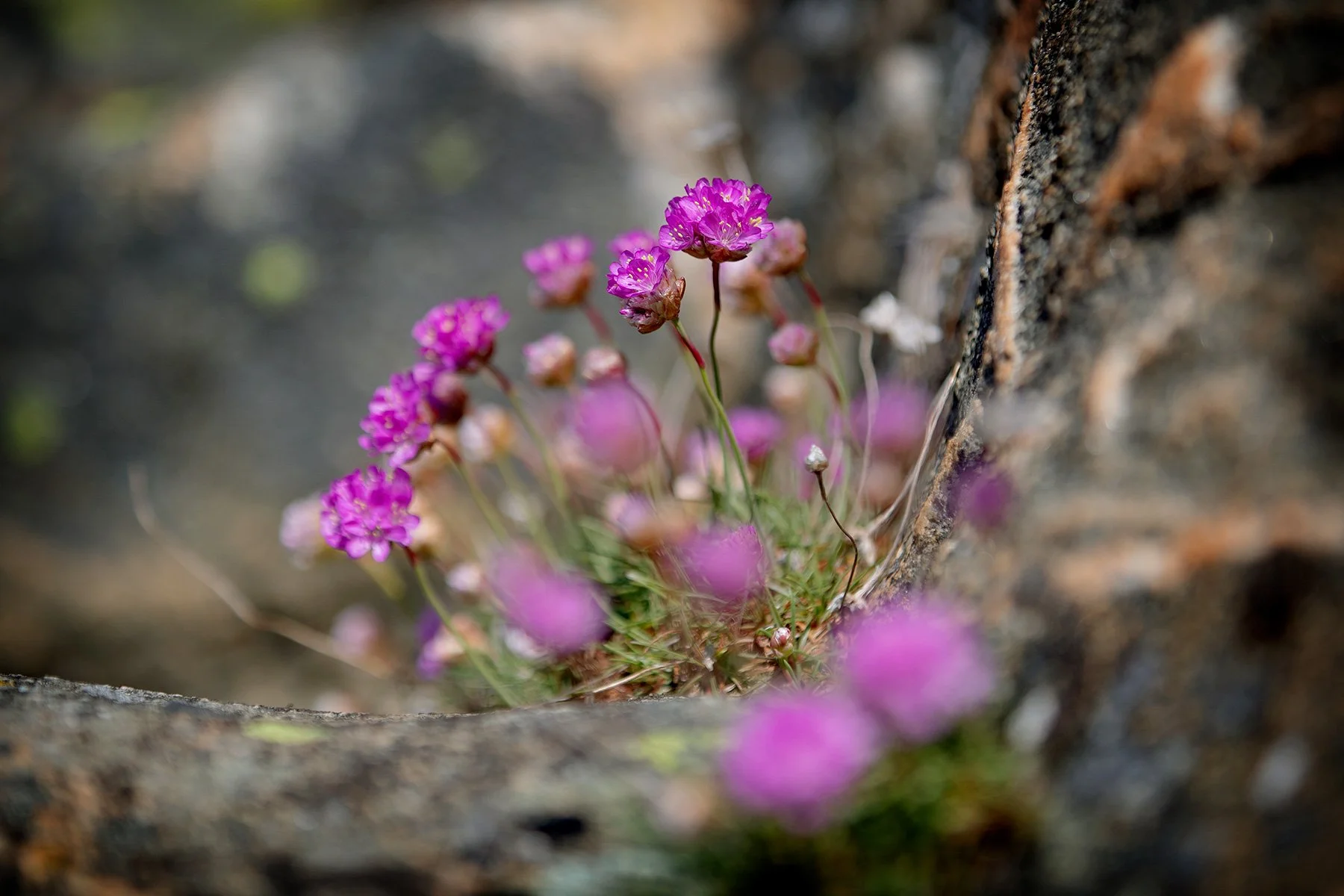 blogg-230428sarovasterskog22.jpg