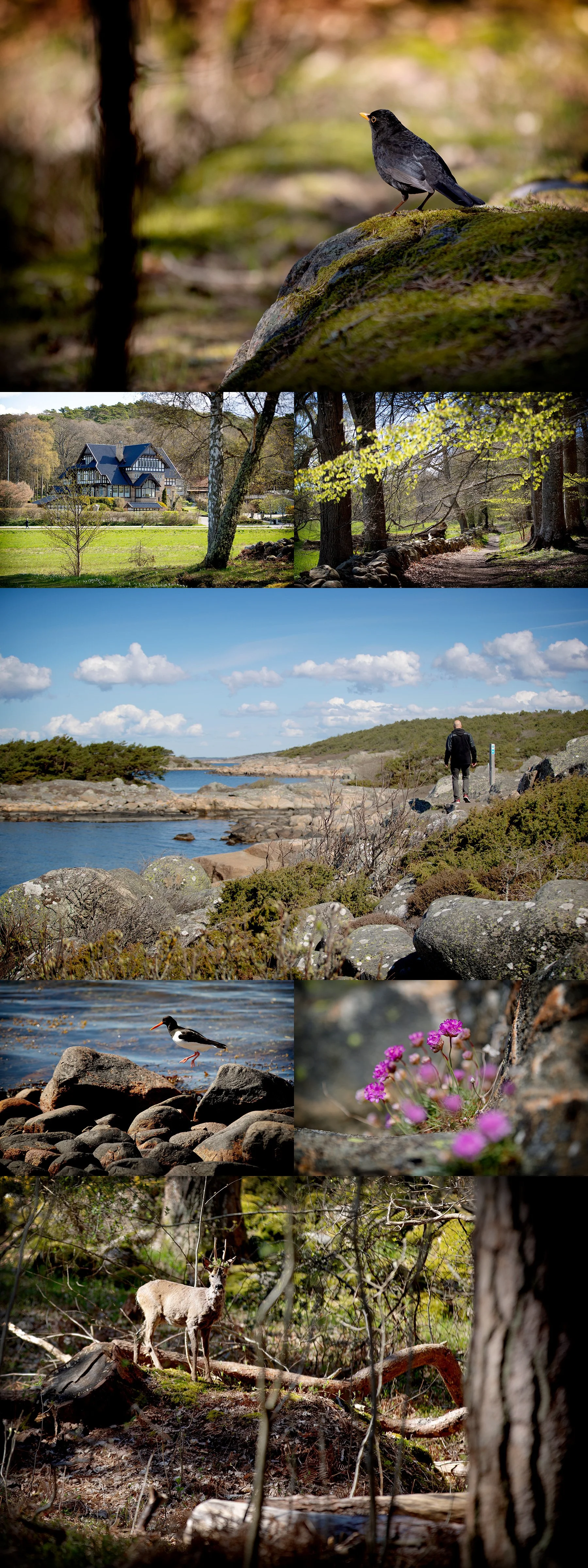 Särö Västerskog
