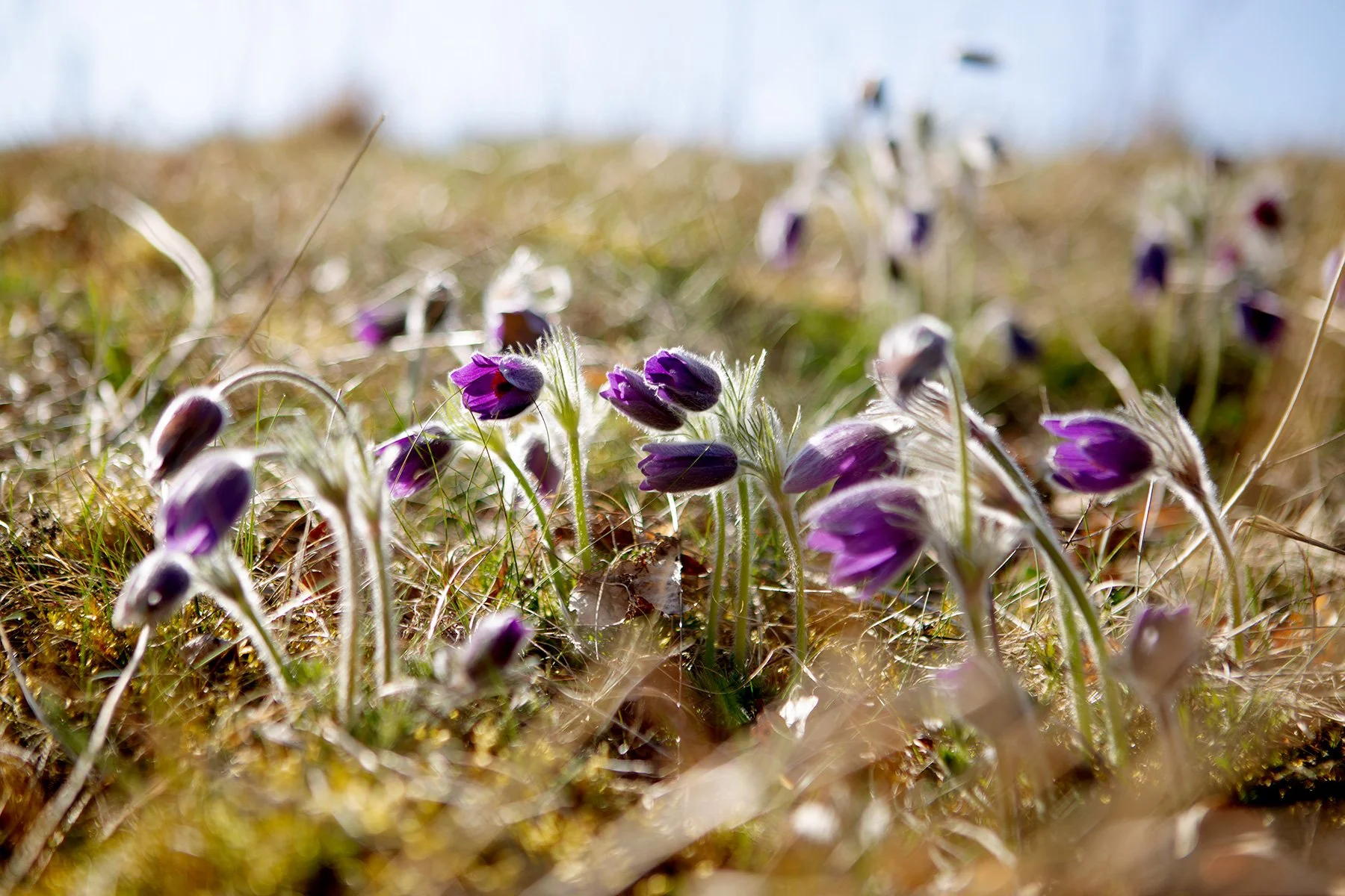 blogg-230429rumpelosabacksippor3.jpg