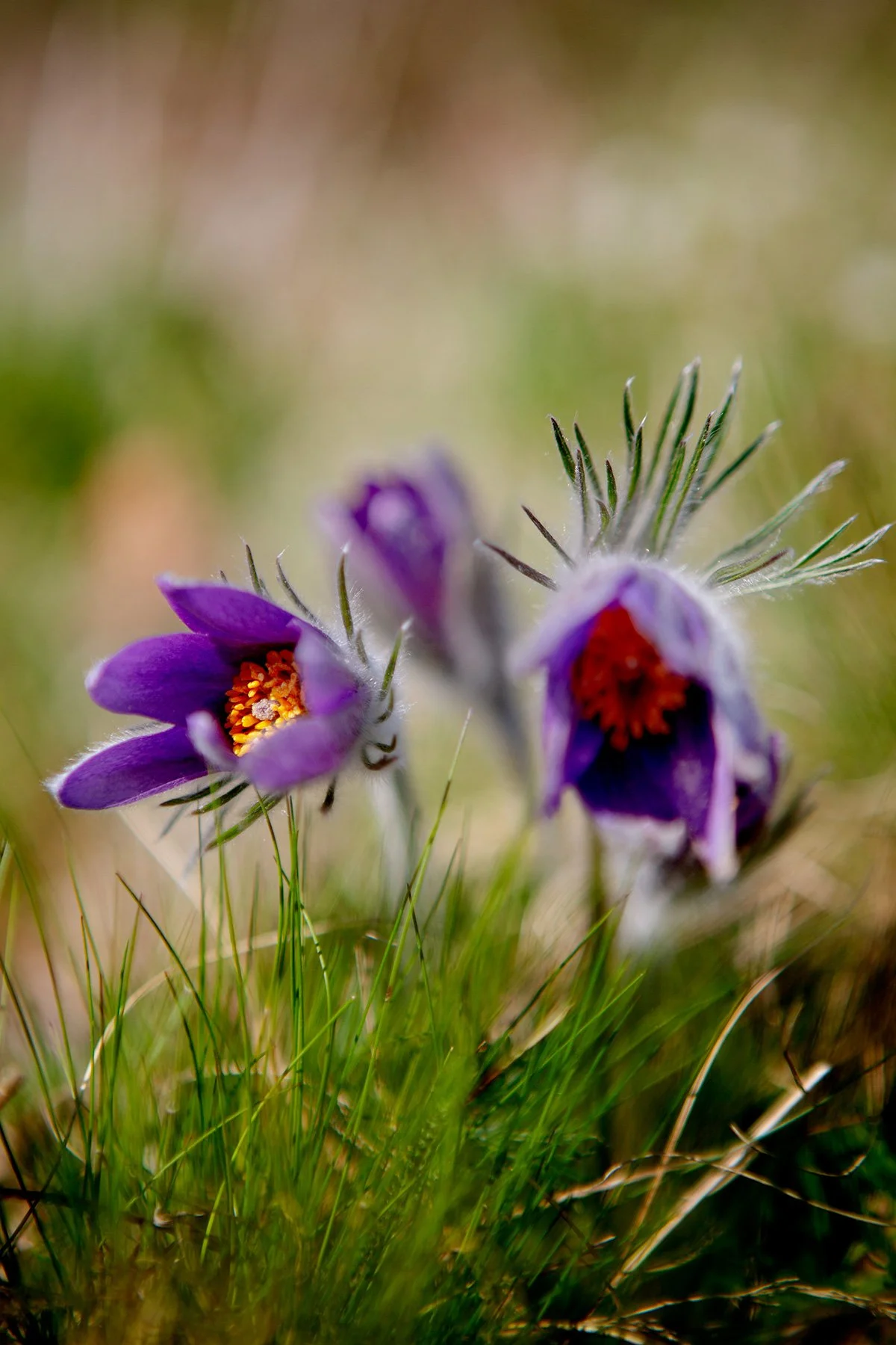 blogg-230429rumpelosabacksippor6.jpg