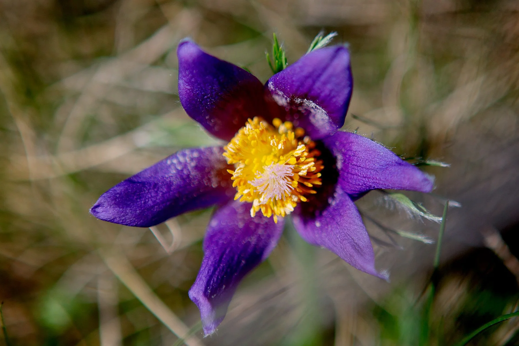 blogg-230429rumpelosabacksippor8.jpg