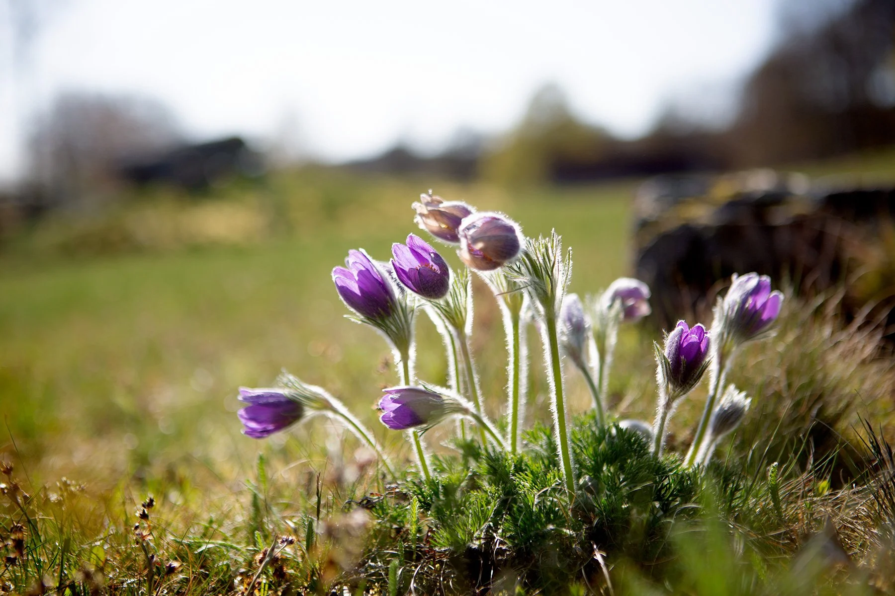 blogg-230429rumpelosabacksippor19.jpg