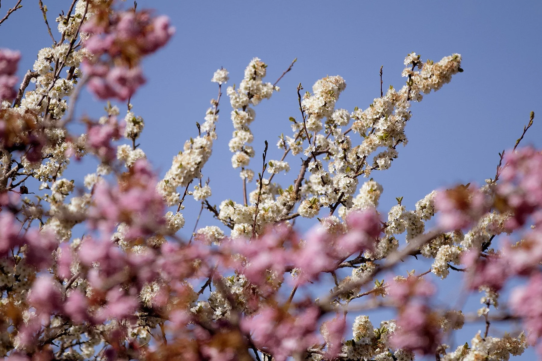 blogg-230503plommonblommor2.jpg