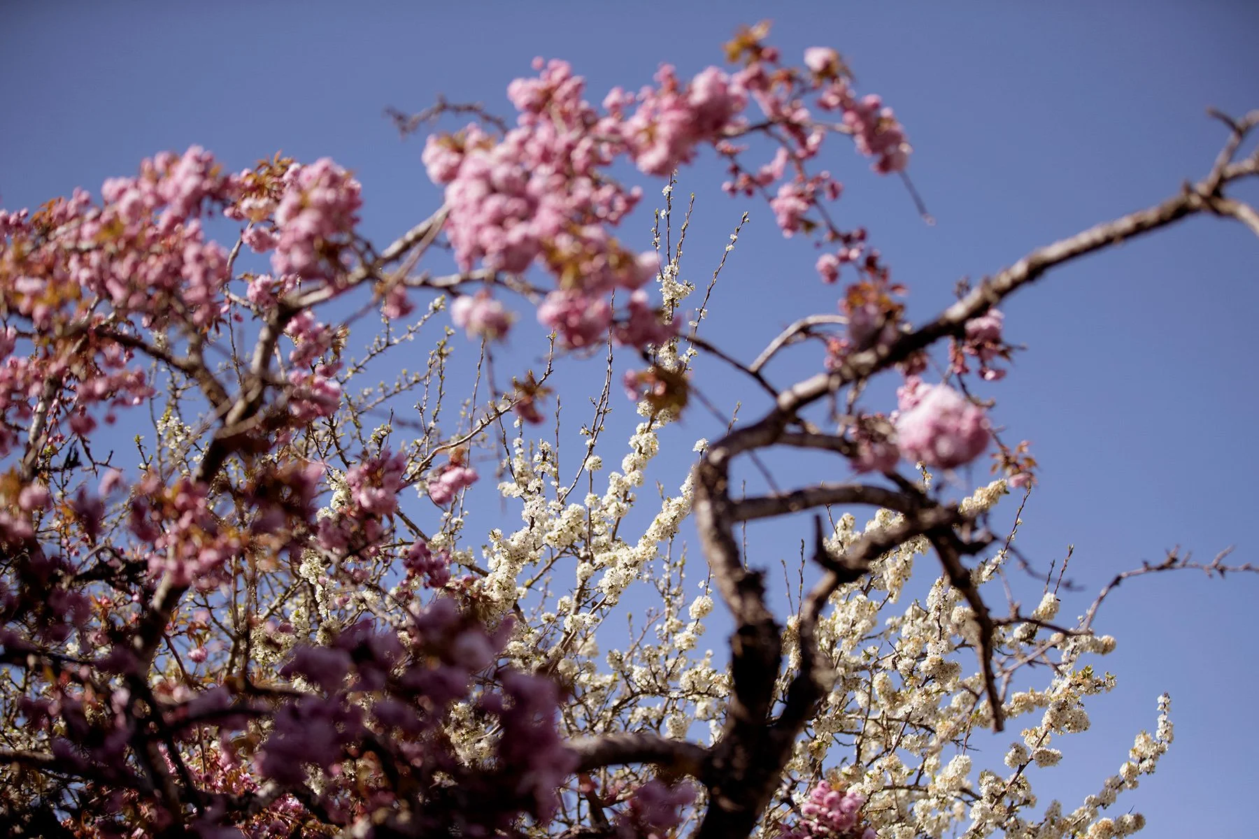 blogg-230503plommonblommor1.jpg