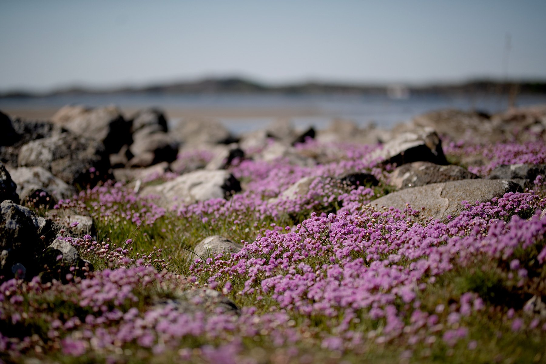 blogg-230512triftvidava5.jpg