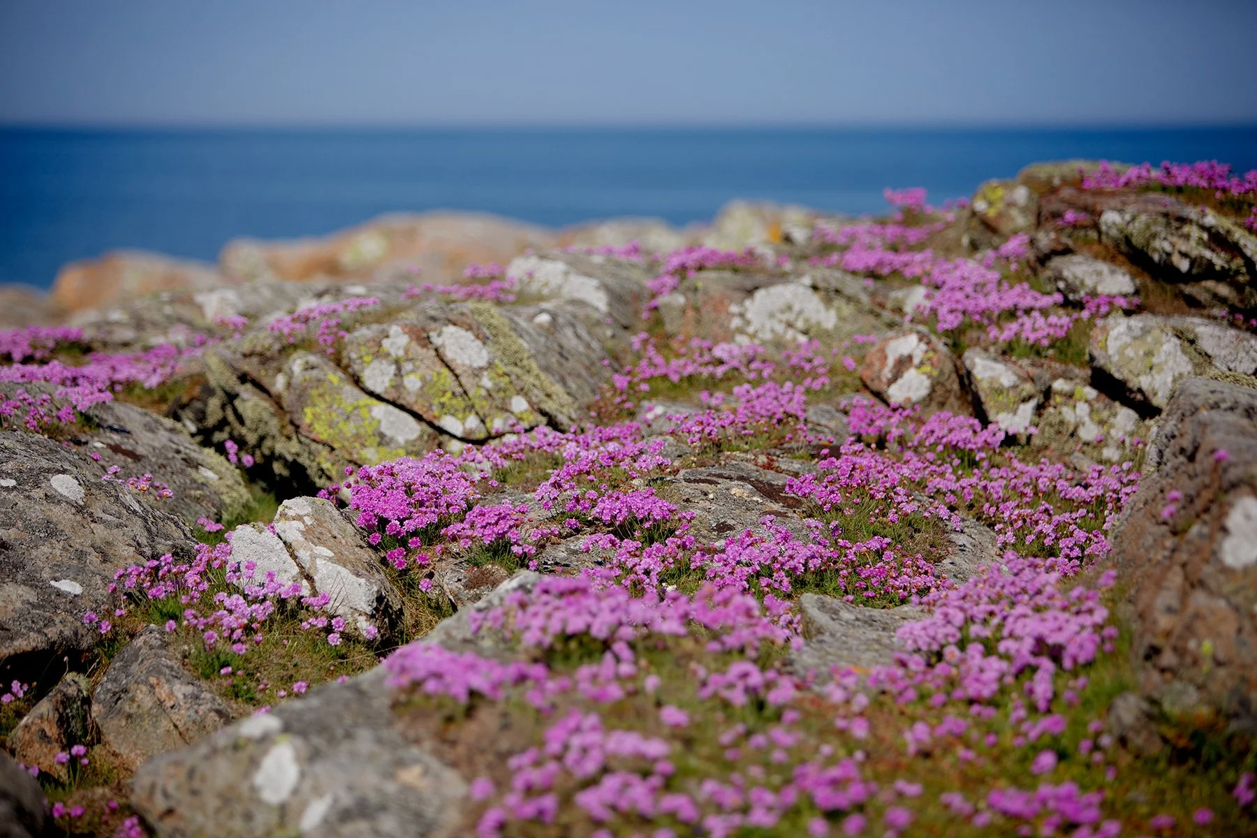 blogg-230513sunneromorgon12.jpg