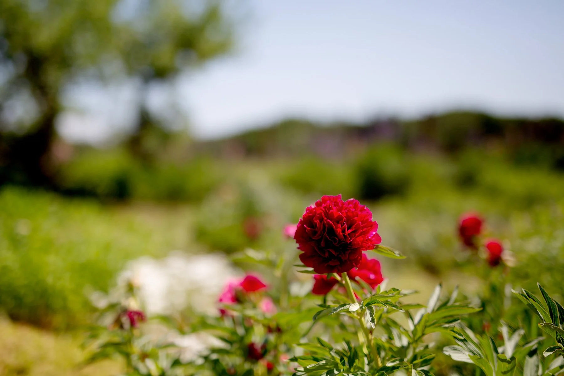 blogg-230611ullaochthord23.jpg