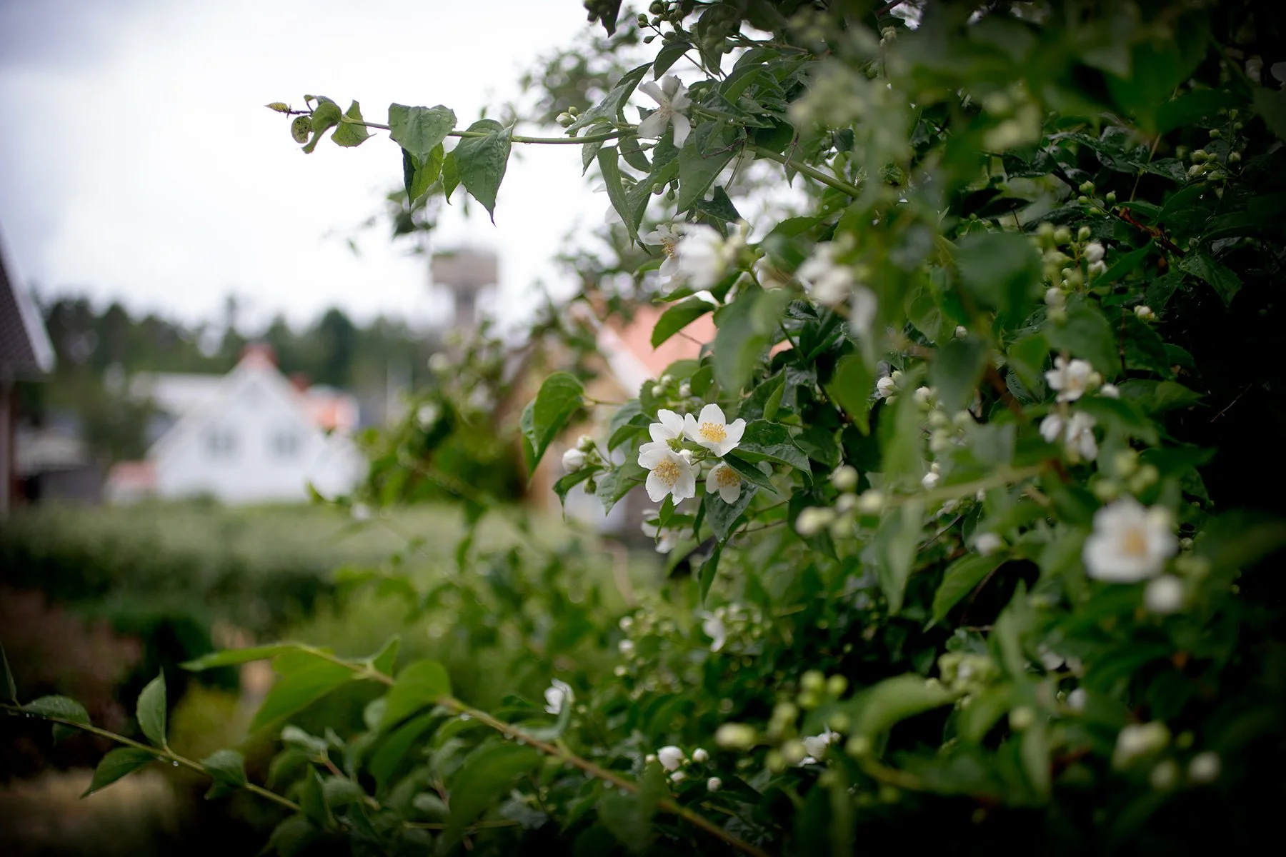 blogg-230618schersminiregn1.jpg