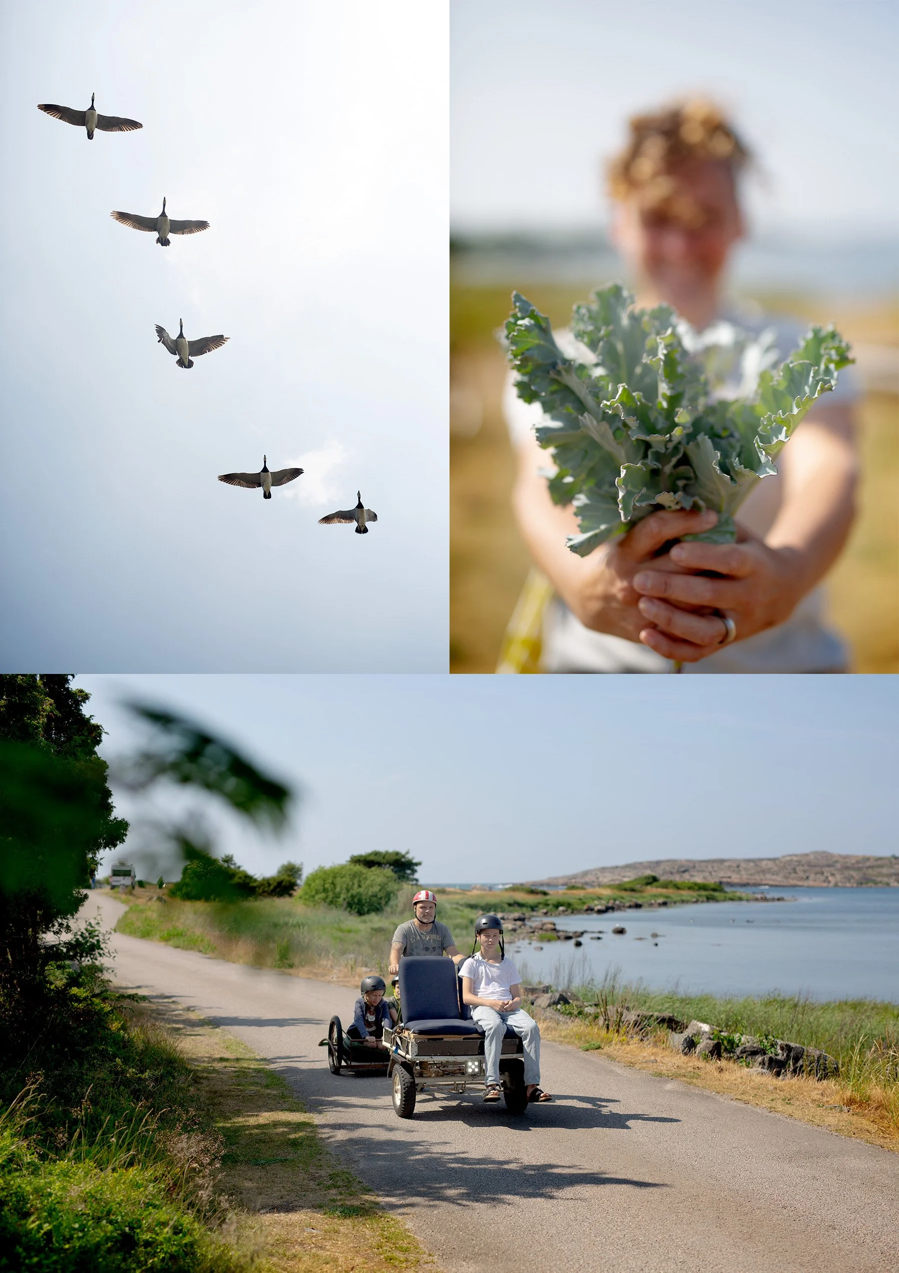 Dopp i halvklart och strandkålsplock