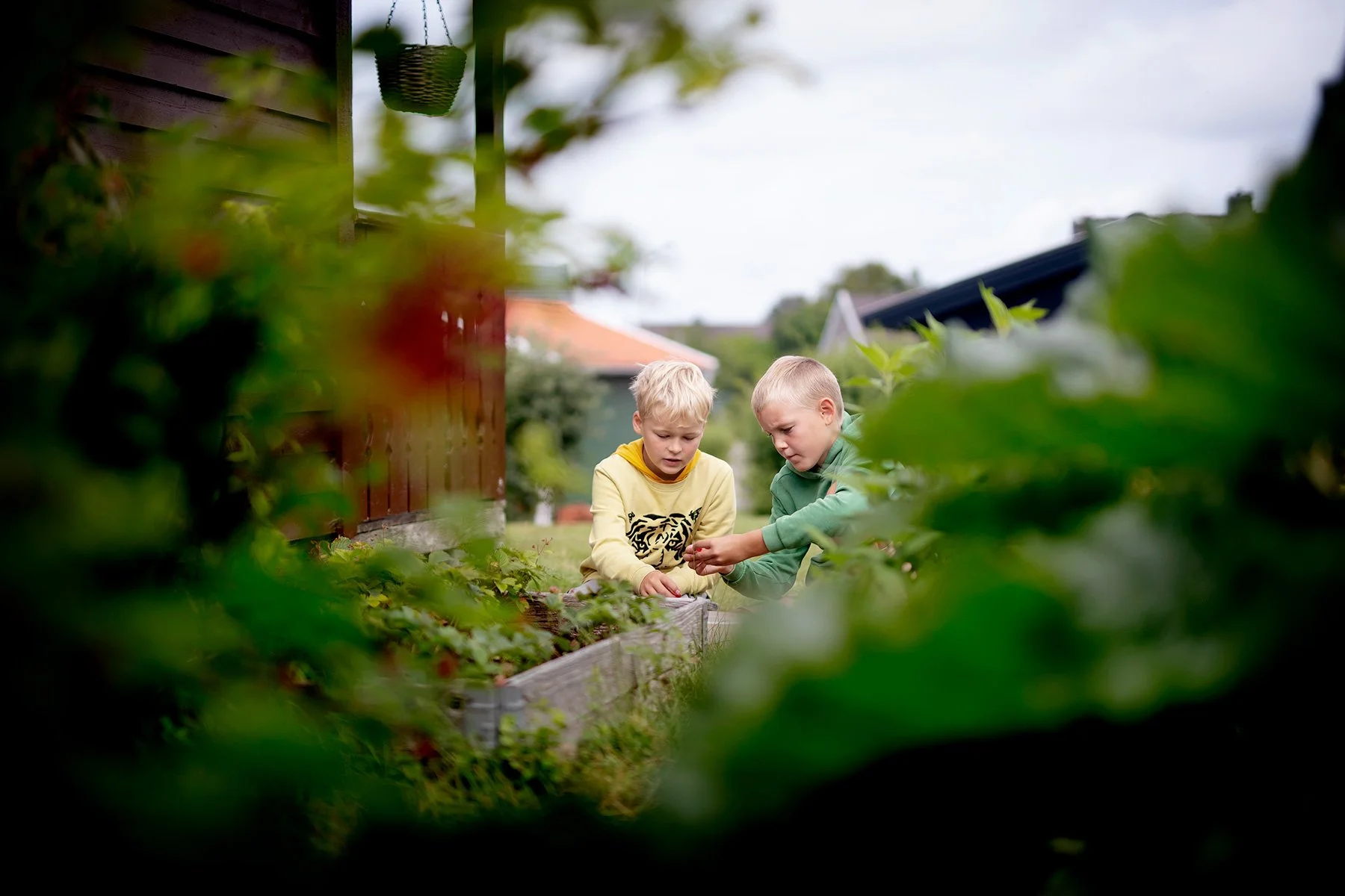 blogg-230705rasmusbertilplockarbar1.jpg