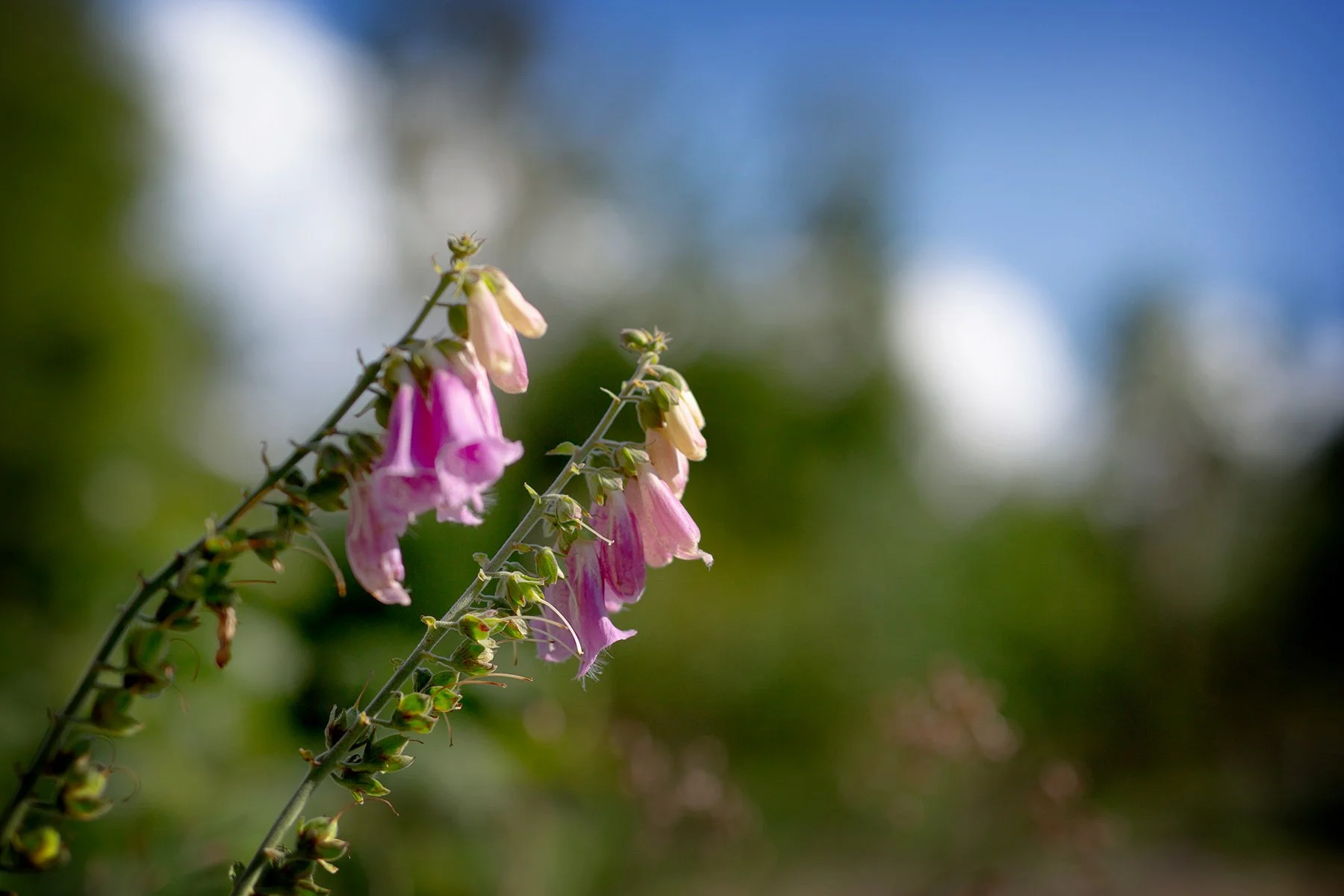 blogg-230719ambjorntorp17.jpg