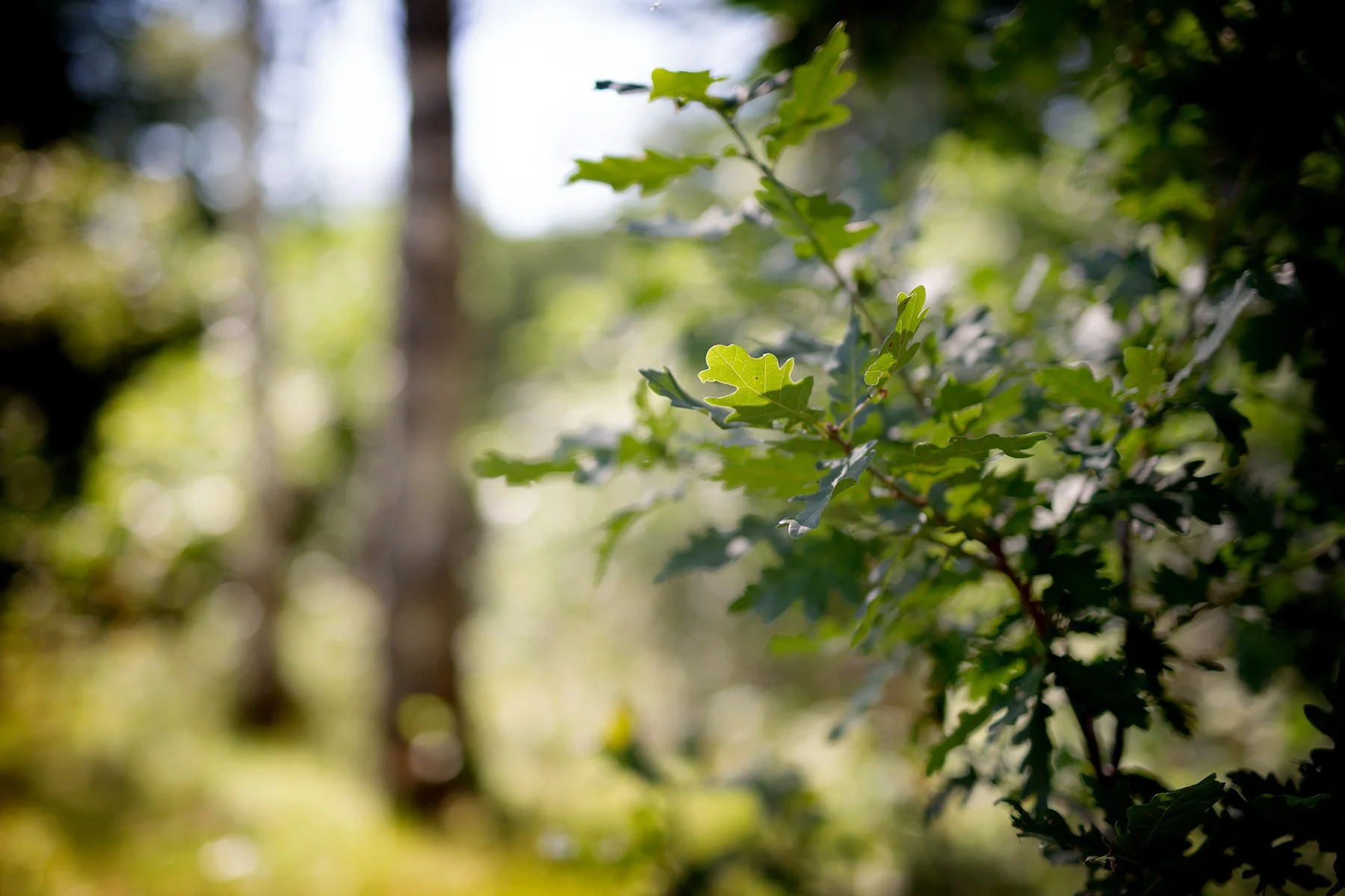 blogg-230719ambjorntorp20.jpg