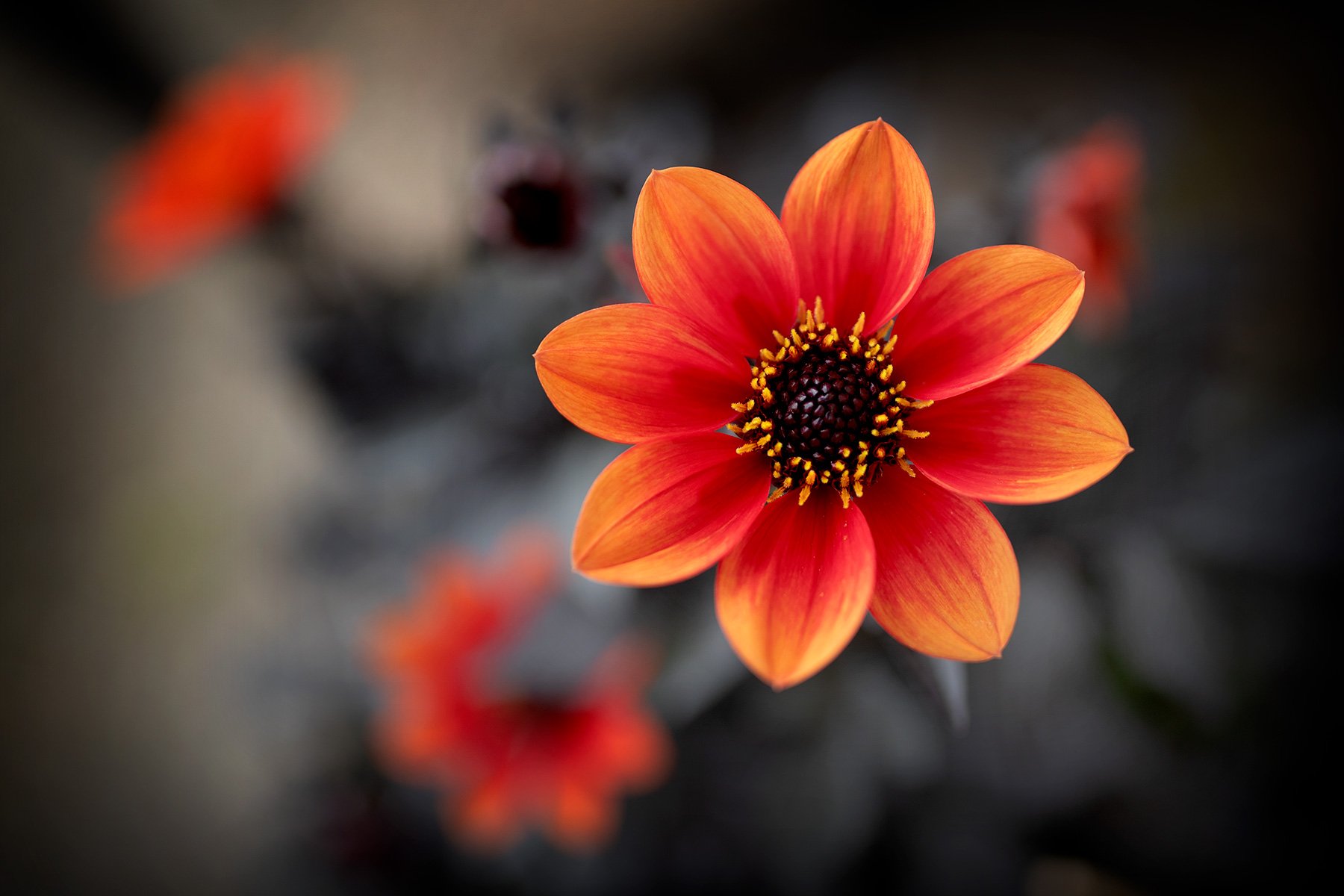 blogg-230805dahlia1.jpg